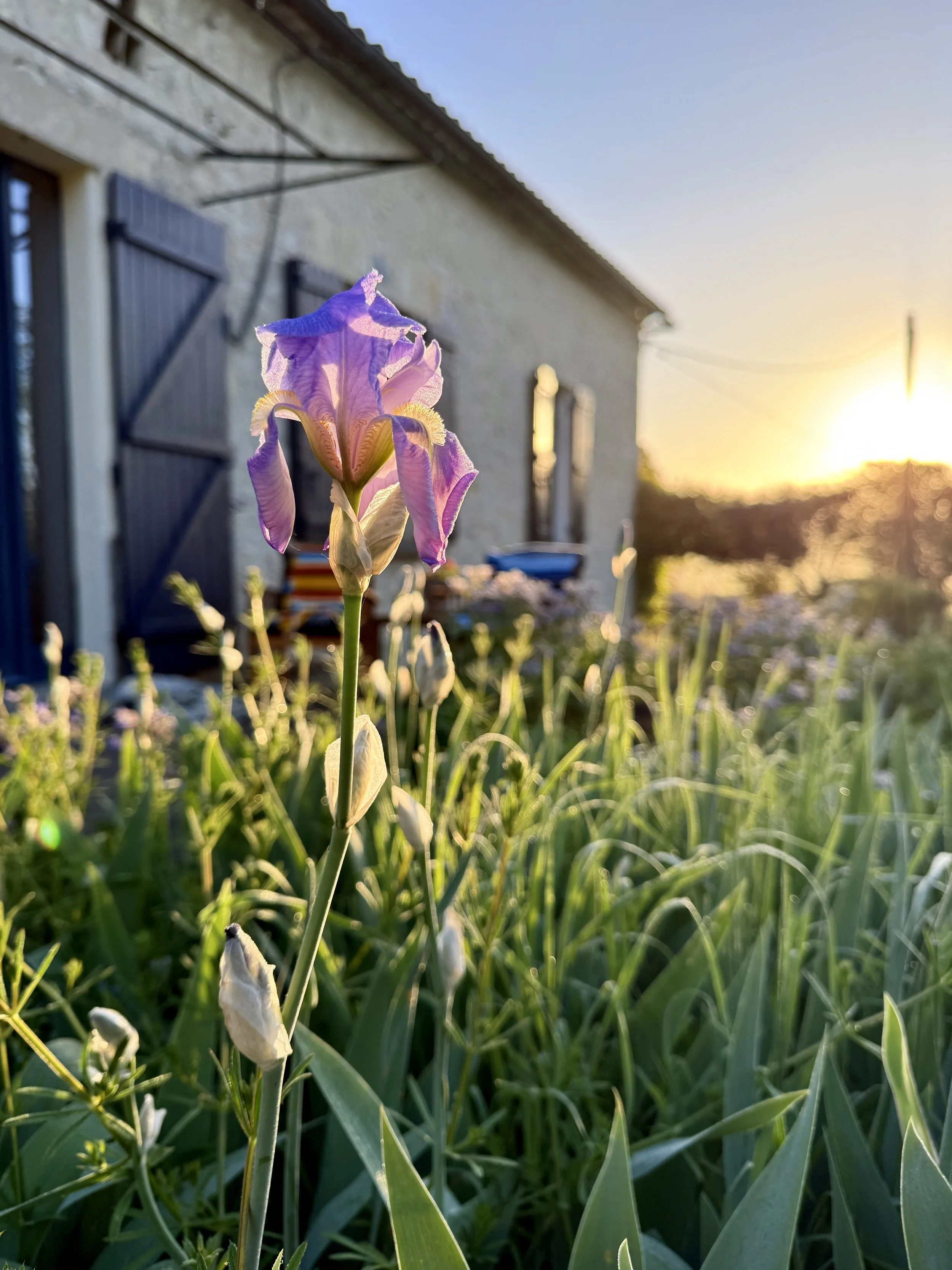 A close-up of purple irises with green leaves in a garden at sunset, with a house in the background.