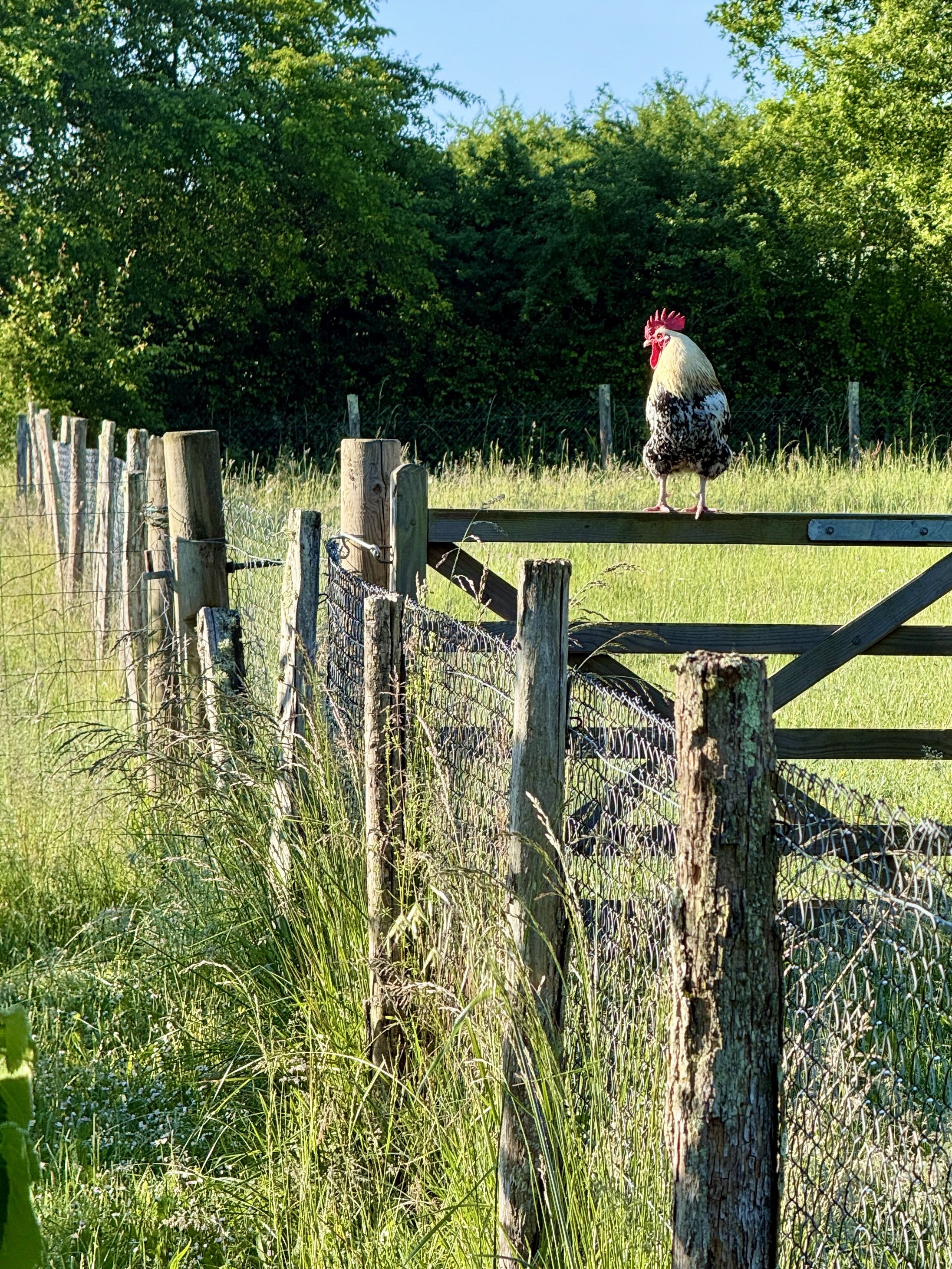 A rooster standing on a wooden fence post in a green field with tall grass, trees, and a clear blue sky in the background.