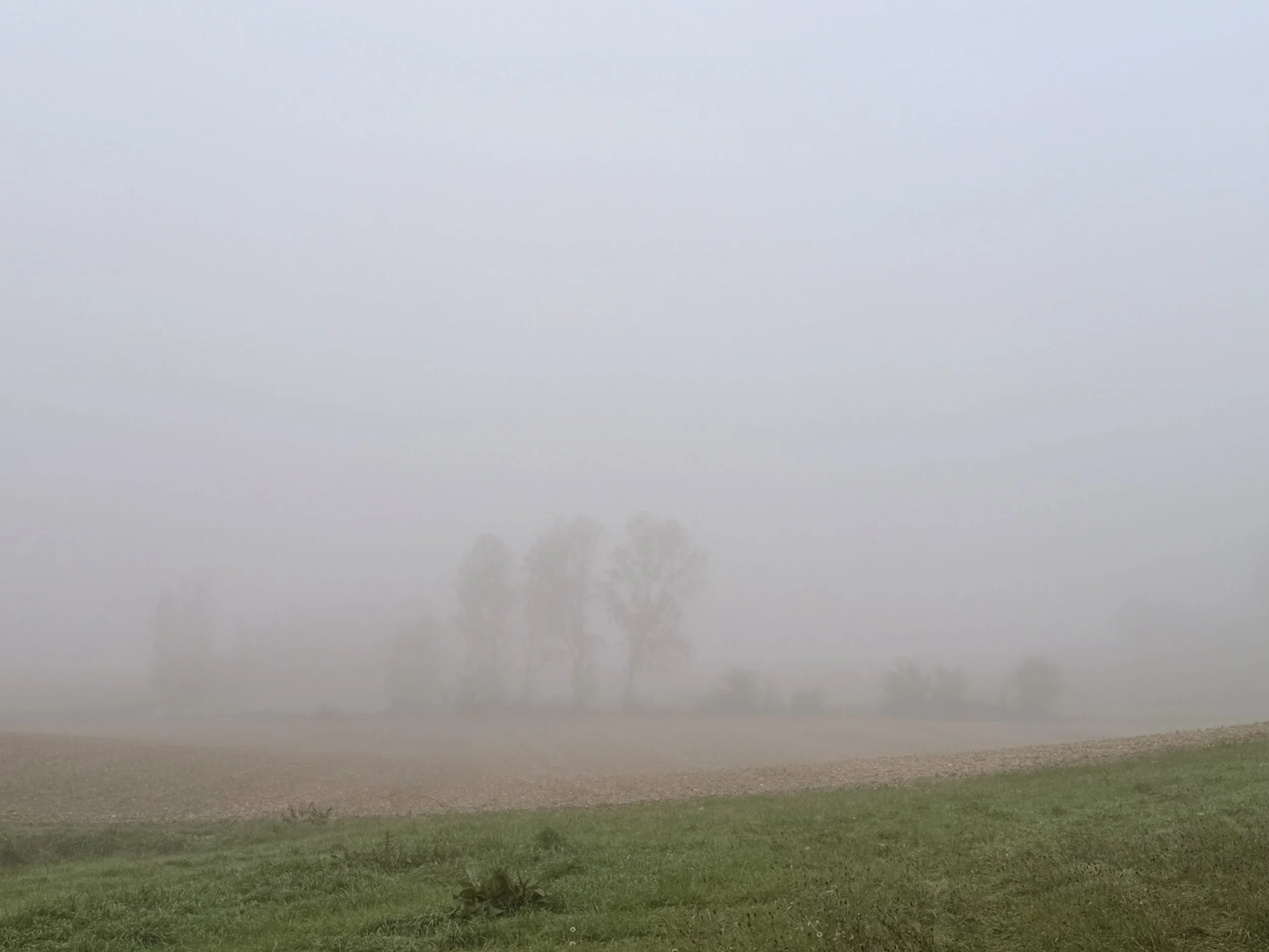 A foggy landscape with a grassy field in the foreground and trees barely visible in the background through the fog.
