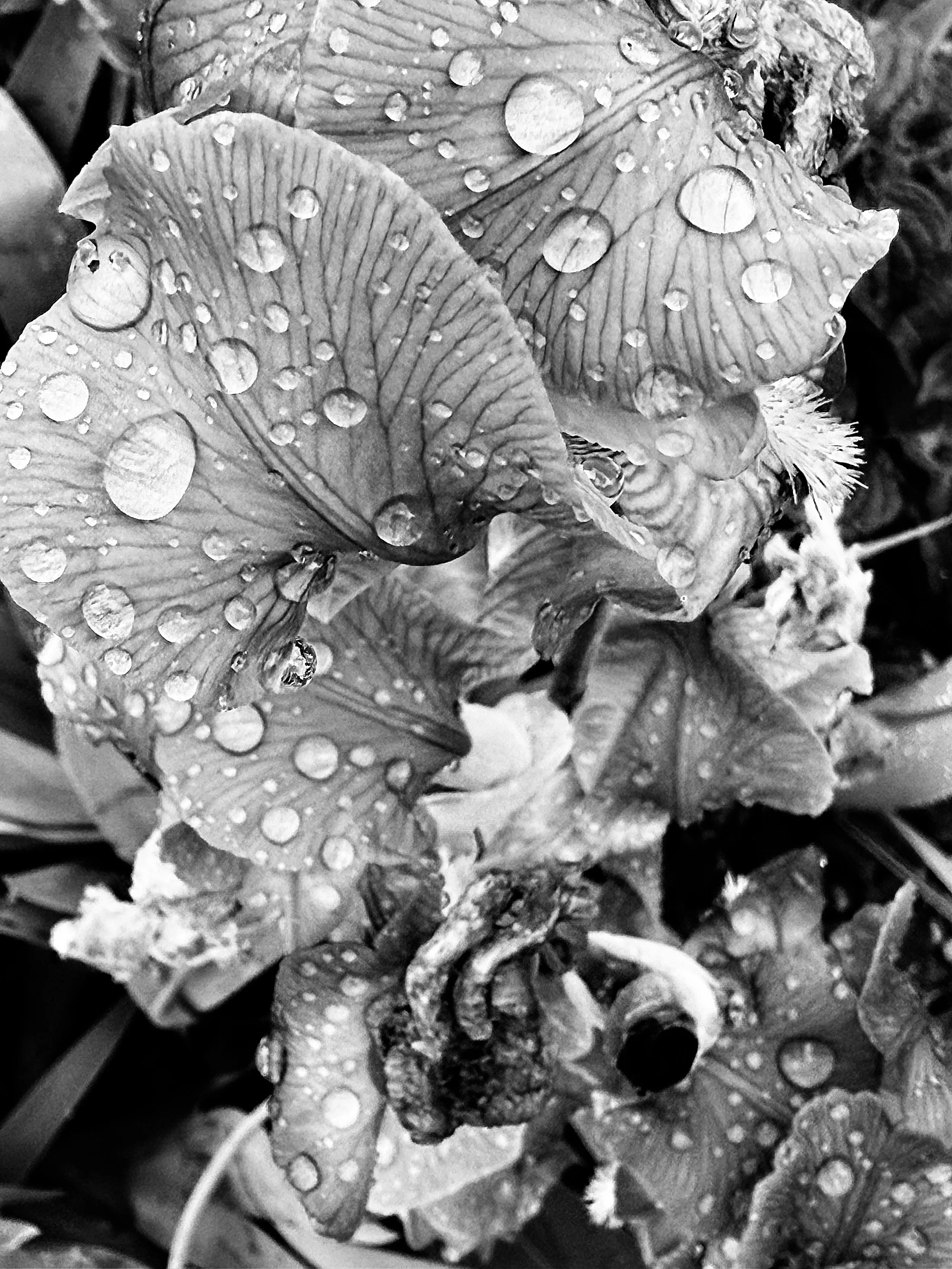 Close-up of leaves with water droplets on them, black and white