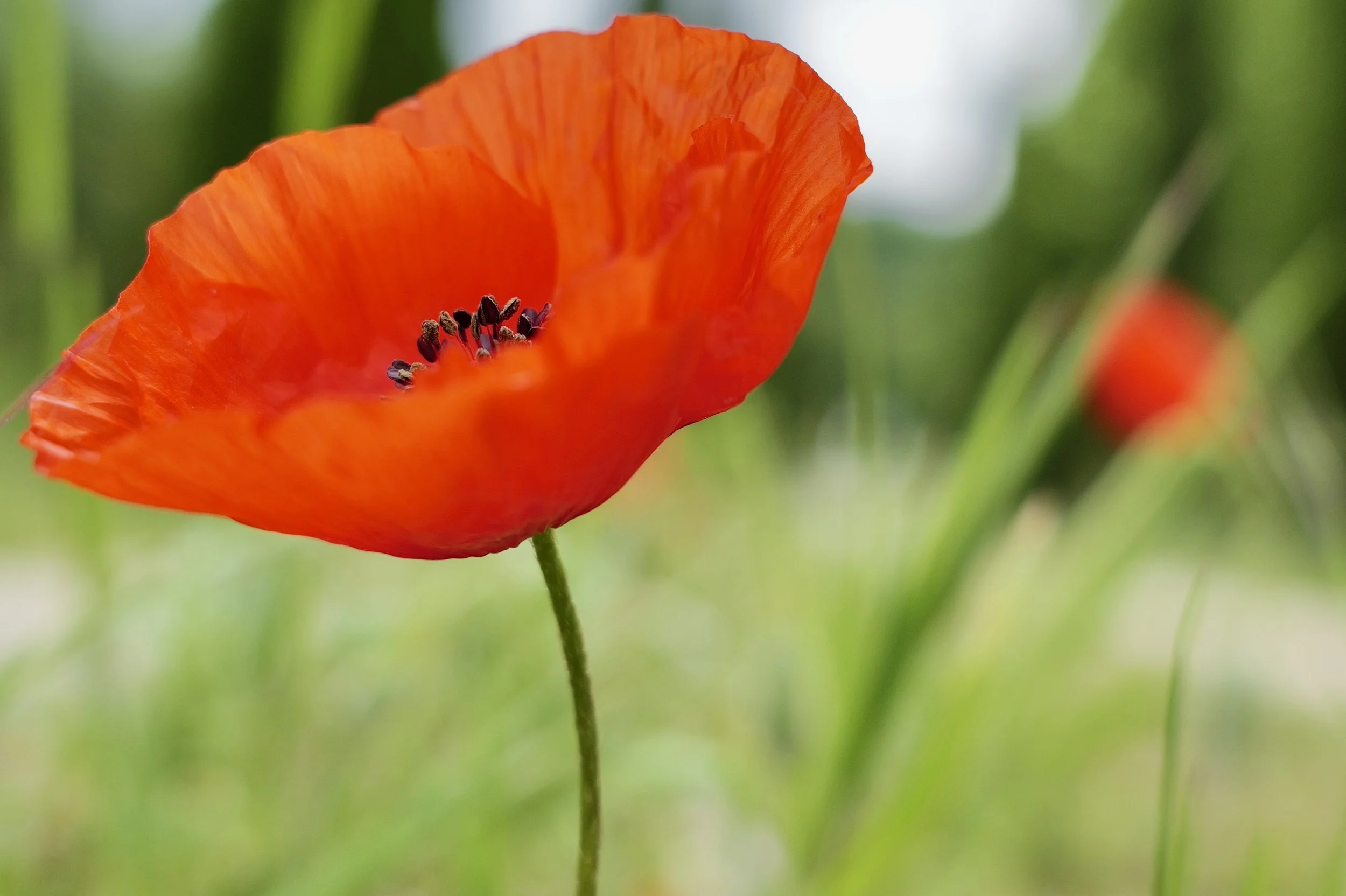 Close-up of a vibrant orange poppy flower with black stamens and blurred green background.