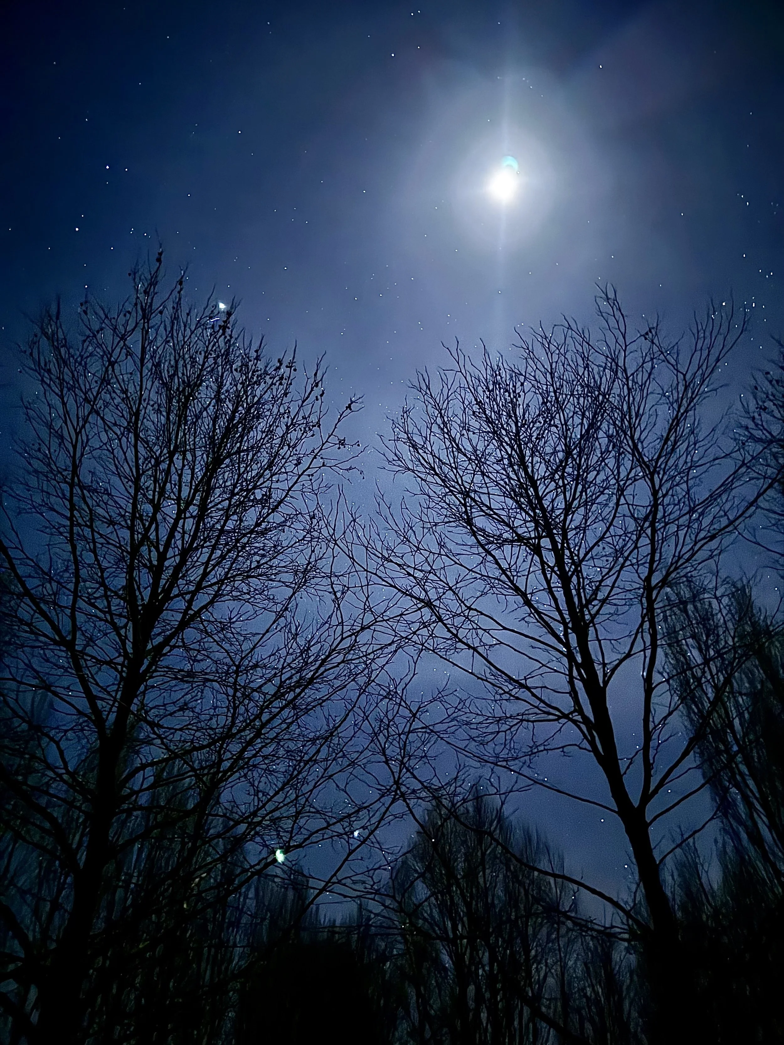 Nighttime scene with leafless trees silhouetted against a cloudy, starry sky brightened by a luminous moon.