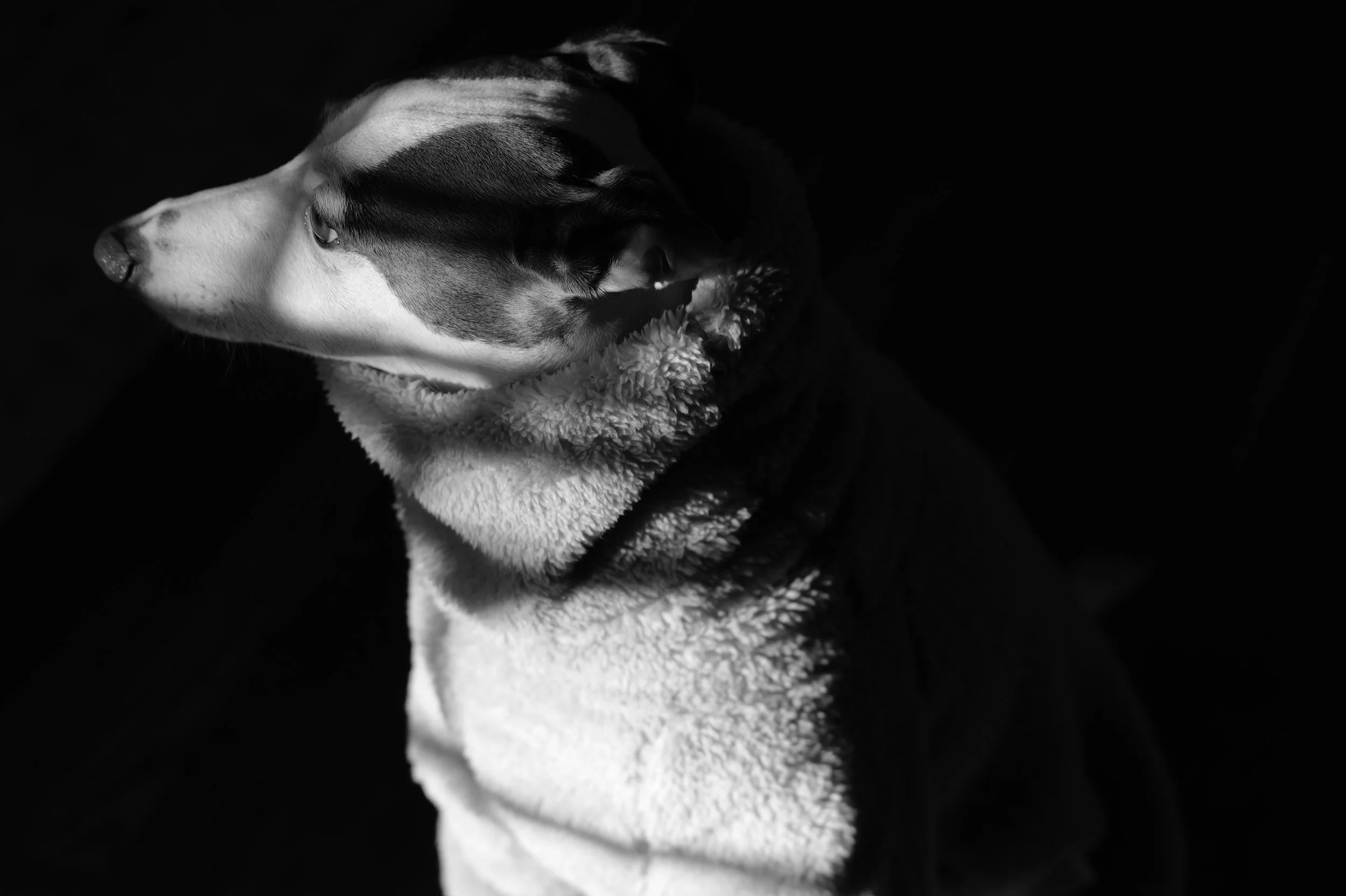 A black and white photo of a dog wearing a fleece jacket, facing left, against a dark background.