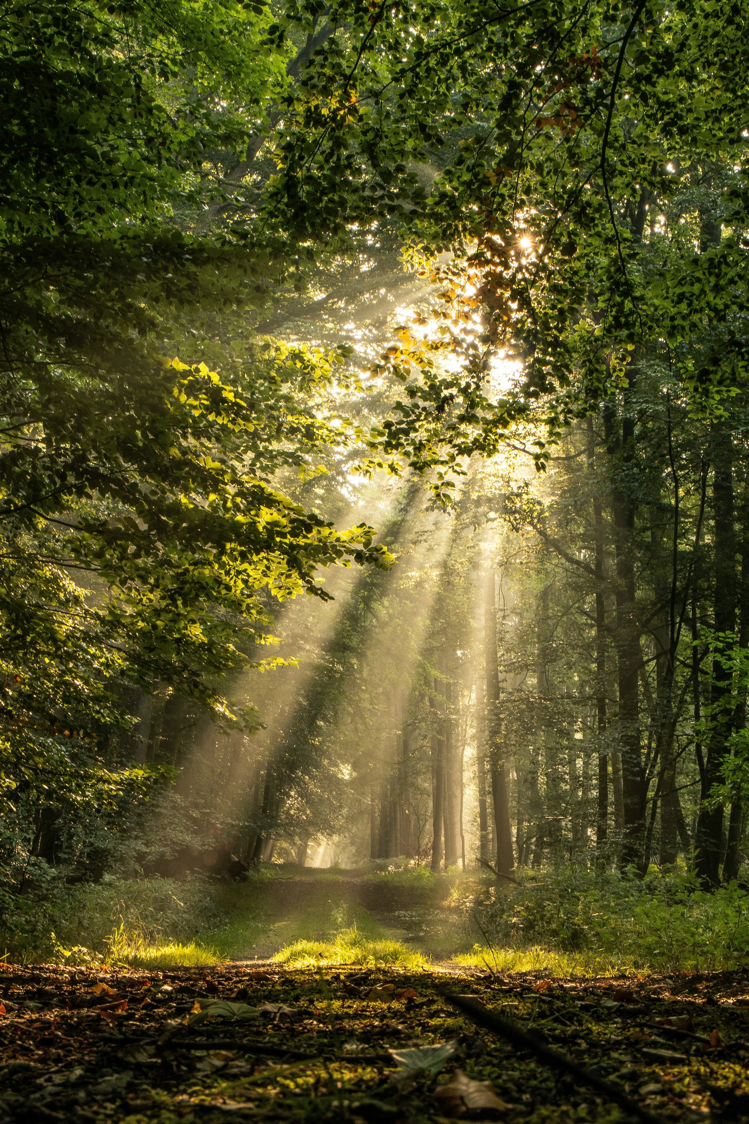 Sunlight beams filtering through a forest canopy onto a forest floor with a dirt path, surrounded by green trees and foliage.