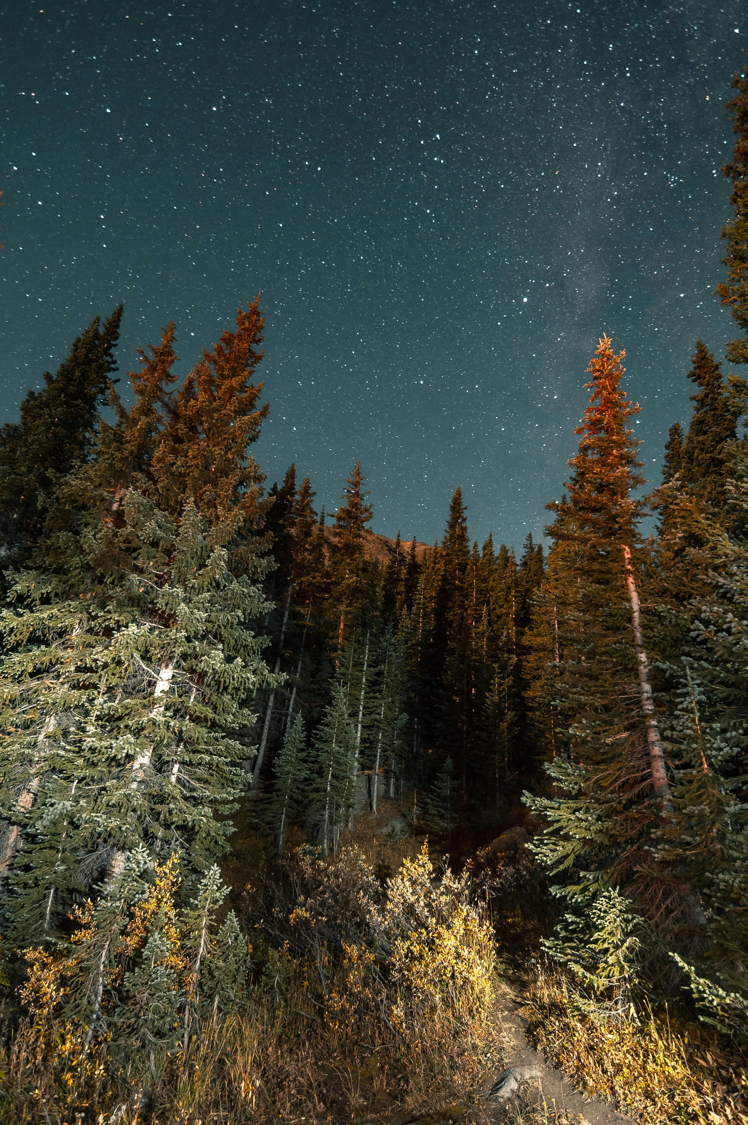 Nighttime scene of a forest with tall evergreen trees under a starry sky.