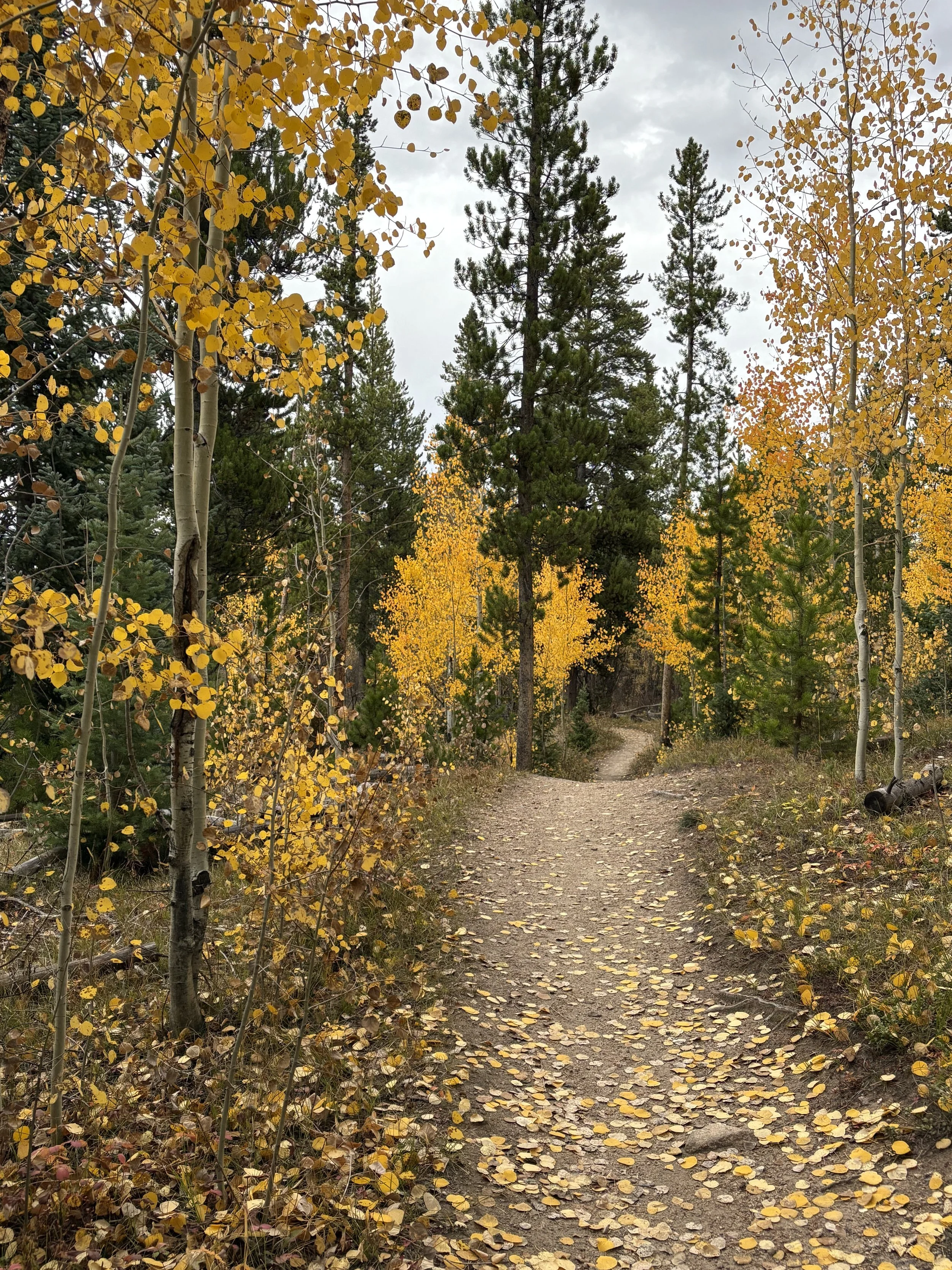 A dirt trail surrounded by trees with yellow and green leaves, scattered with fallen leaves, in a forest during fall.