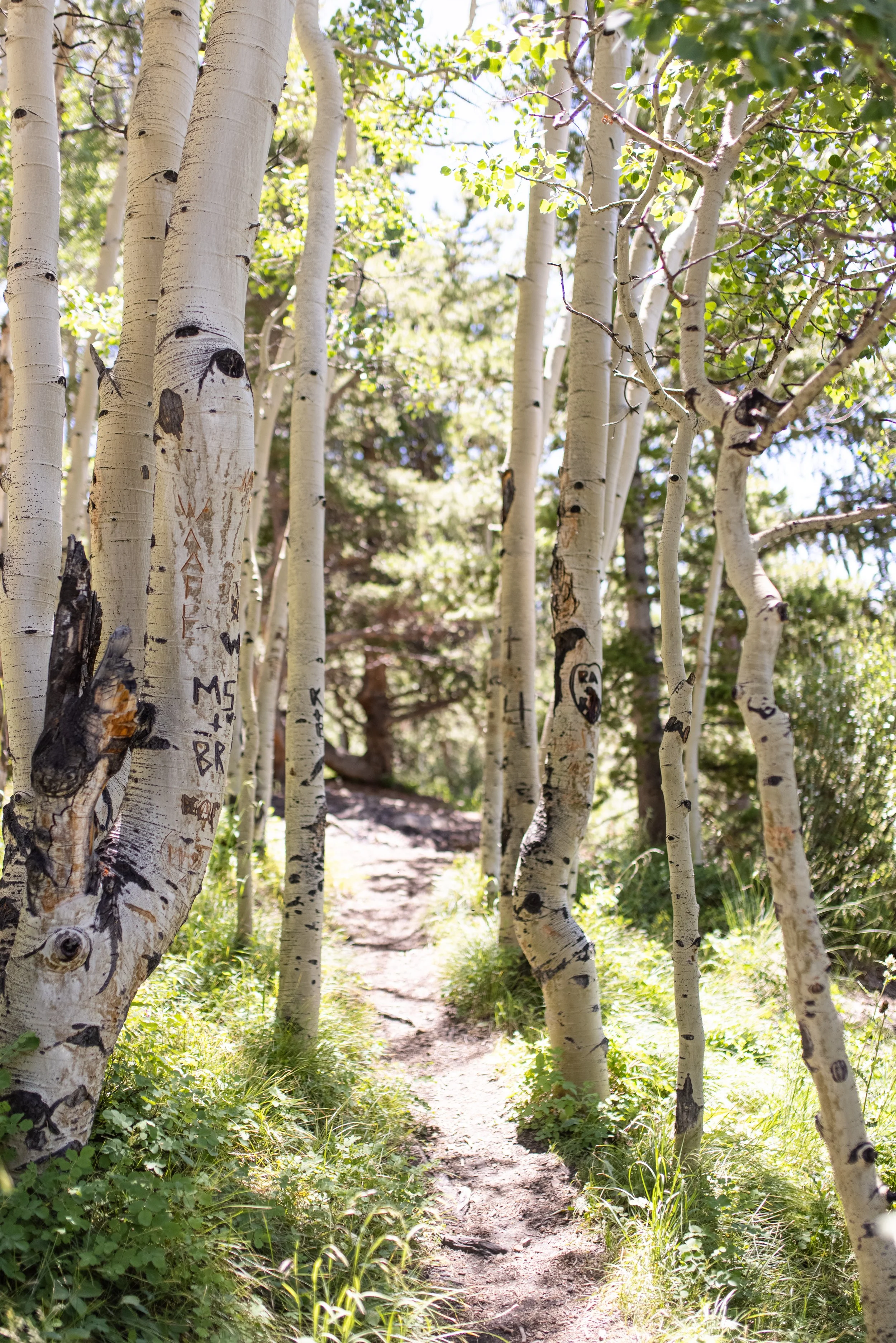 A narrow dirt trail path running through a grove of tall, white aspen trees with carved initials and symbols on the bark. Green grass and foliage border the path, with sunlight filtering through the leaves.