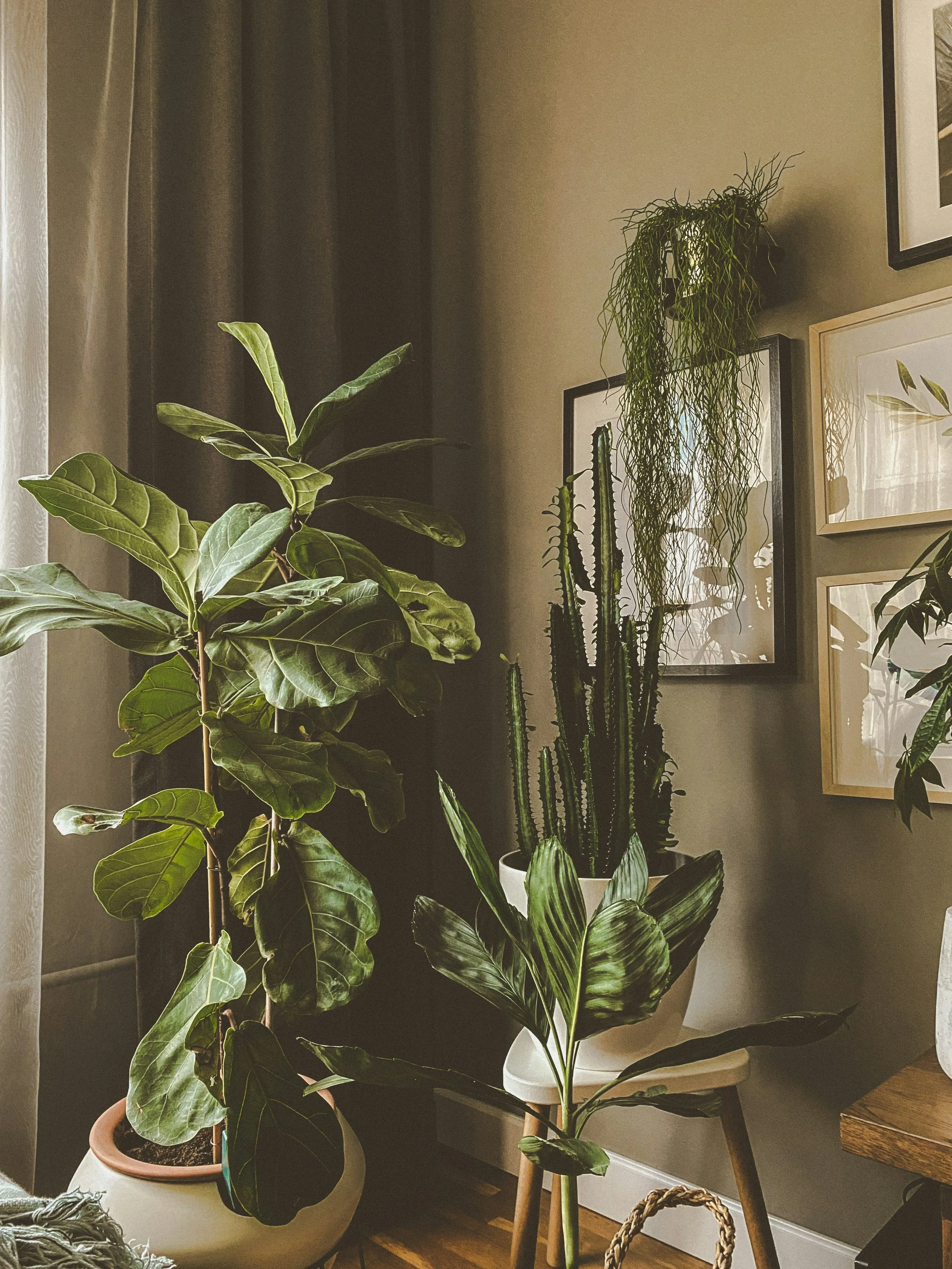 Indoor plant corner with various green plants in pots near a wall with framed artwork and a window with dark curtains.