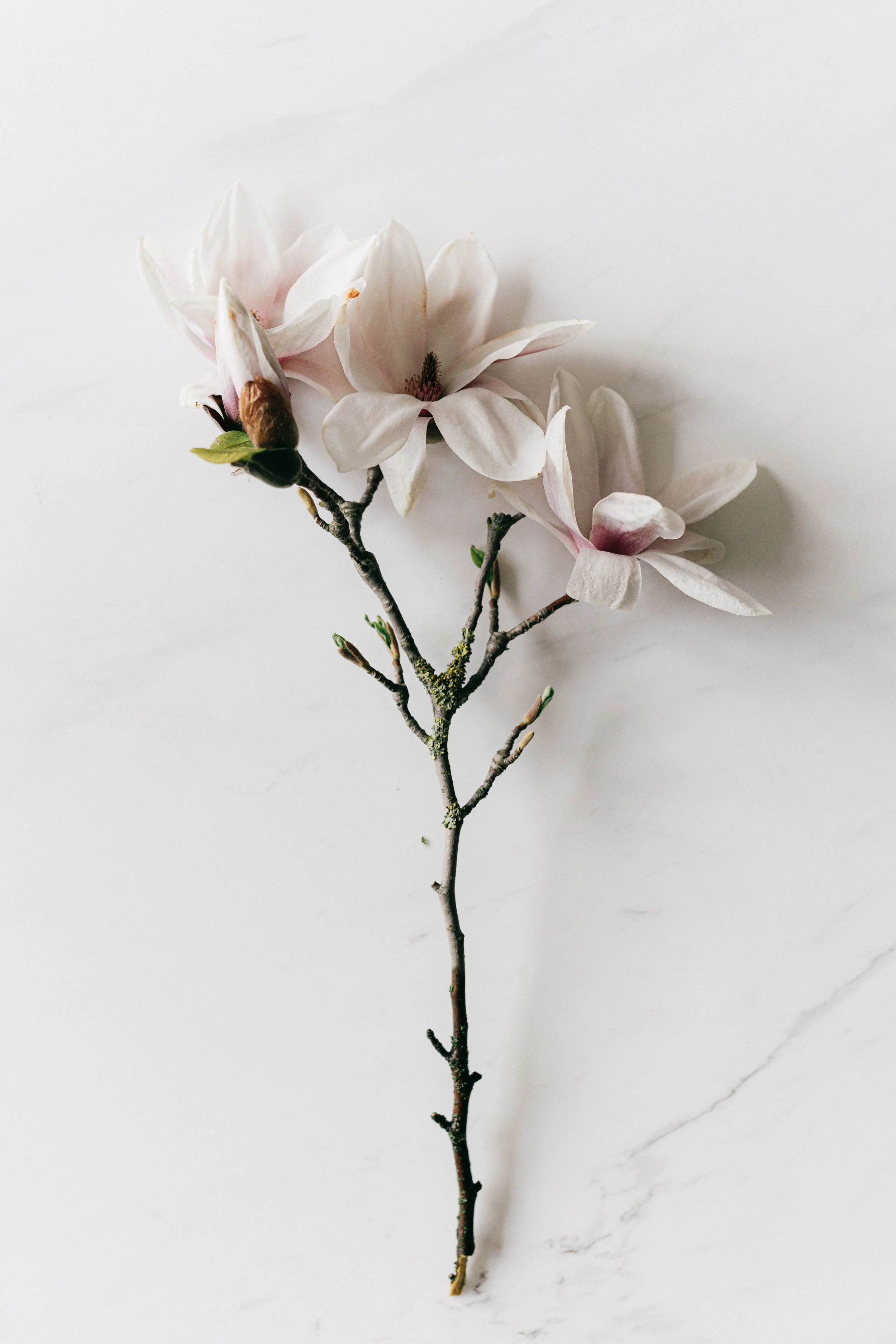 A single magnolia flower branch with several white blossoms and a few green leaves against a plain white background.