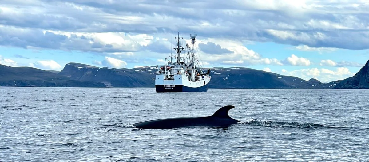 Whale Wash: the Forgotten Whale