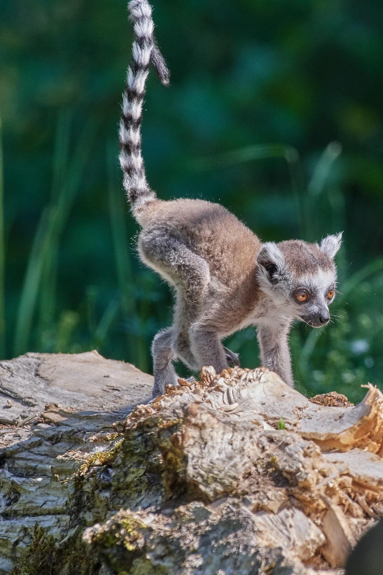Island of Lemurs: Madagascar IMAX Movie