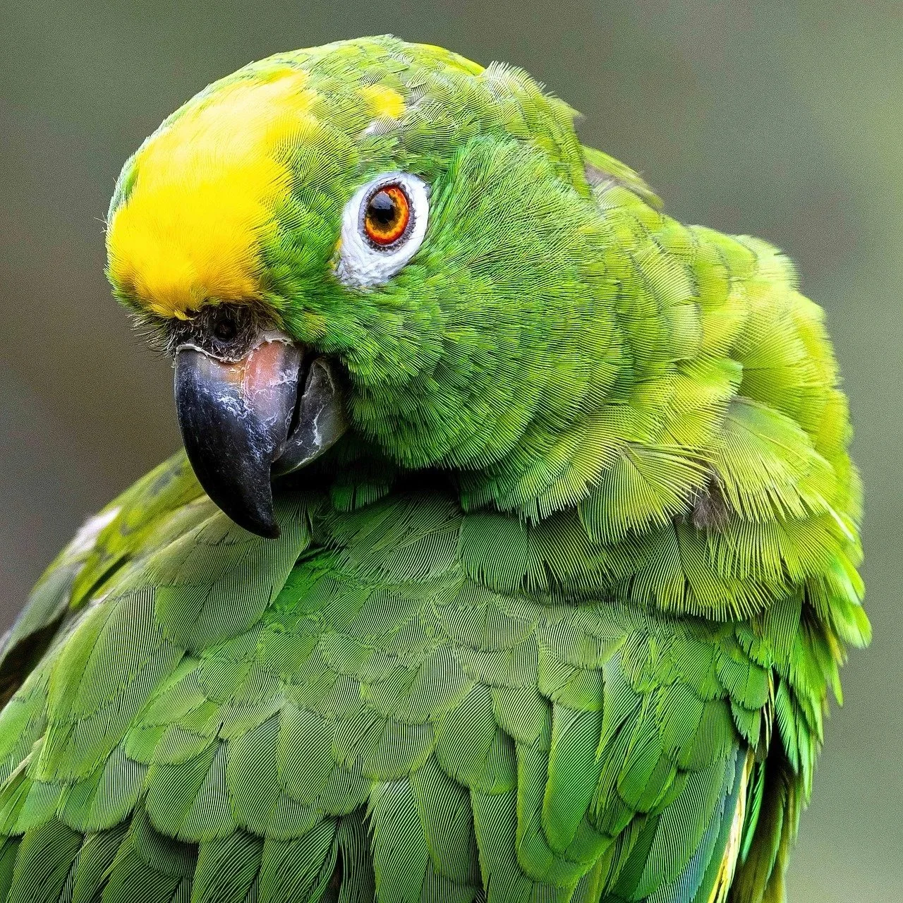 Friends of Belize Bird Rescue