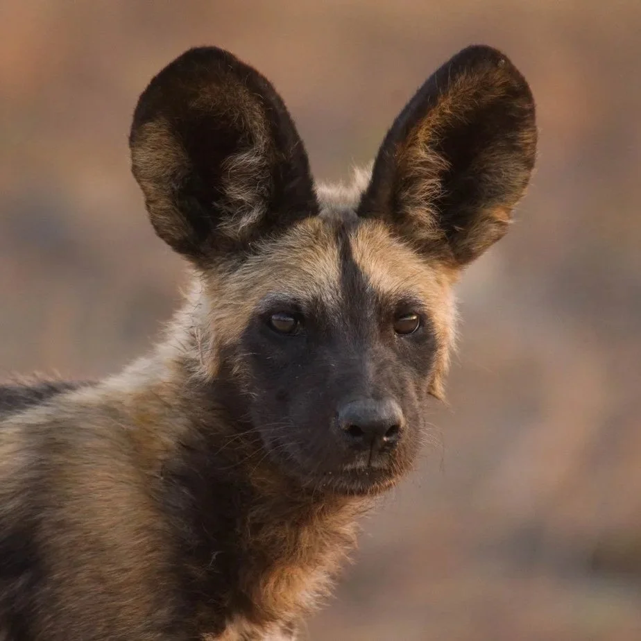 Endangered Wildlife Trust