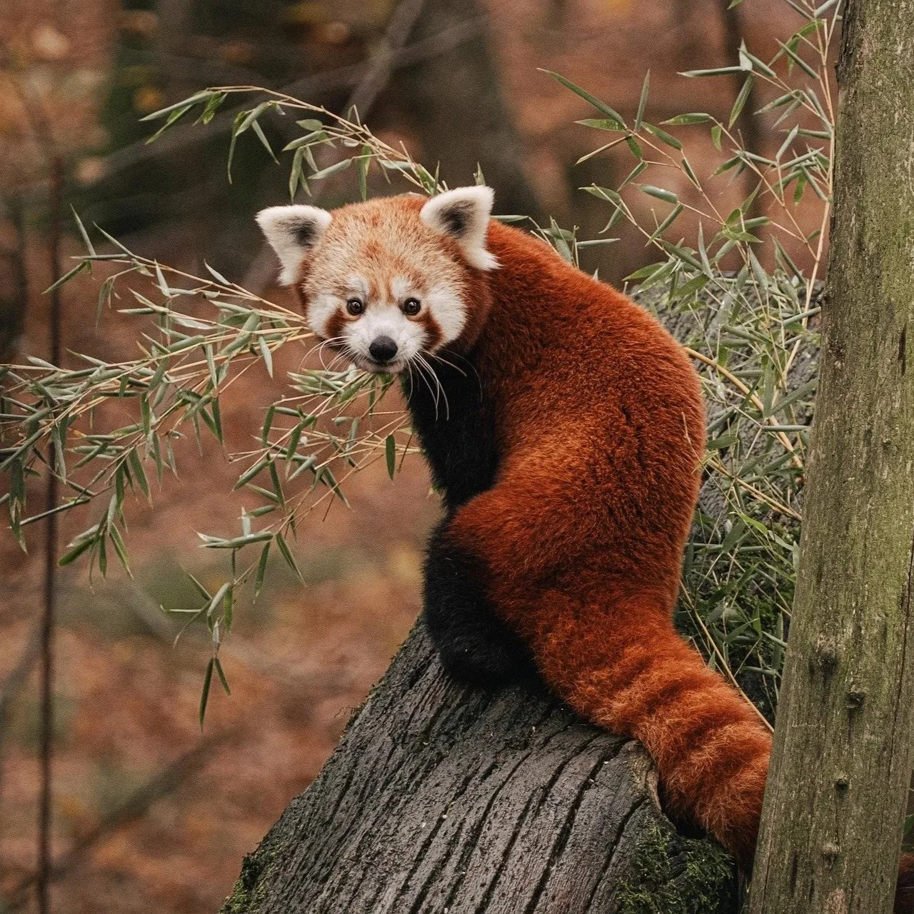 Red Panda Network