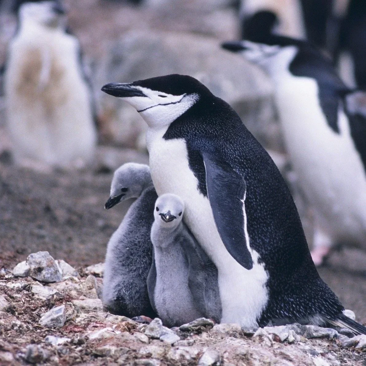 Polar Oceans Research Group