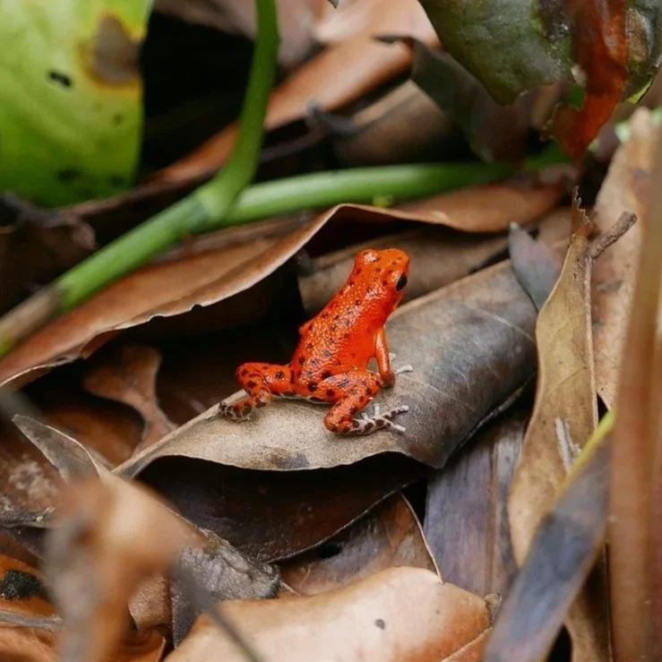 Panama Amphibian Rescue and Conservation Project