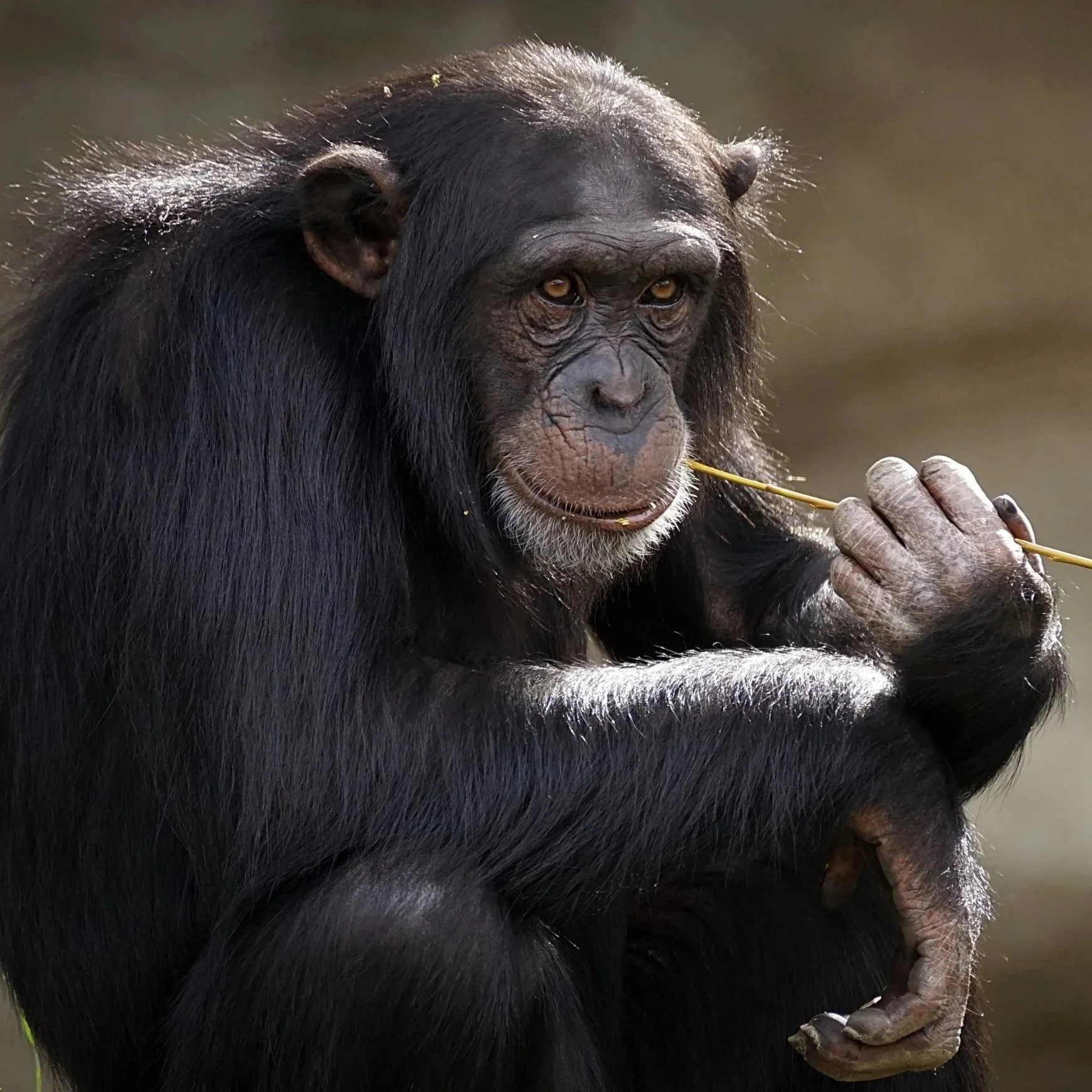 Nonhuman Rights Project