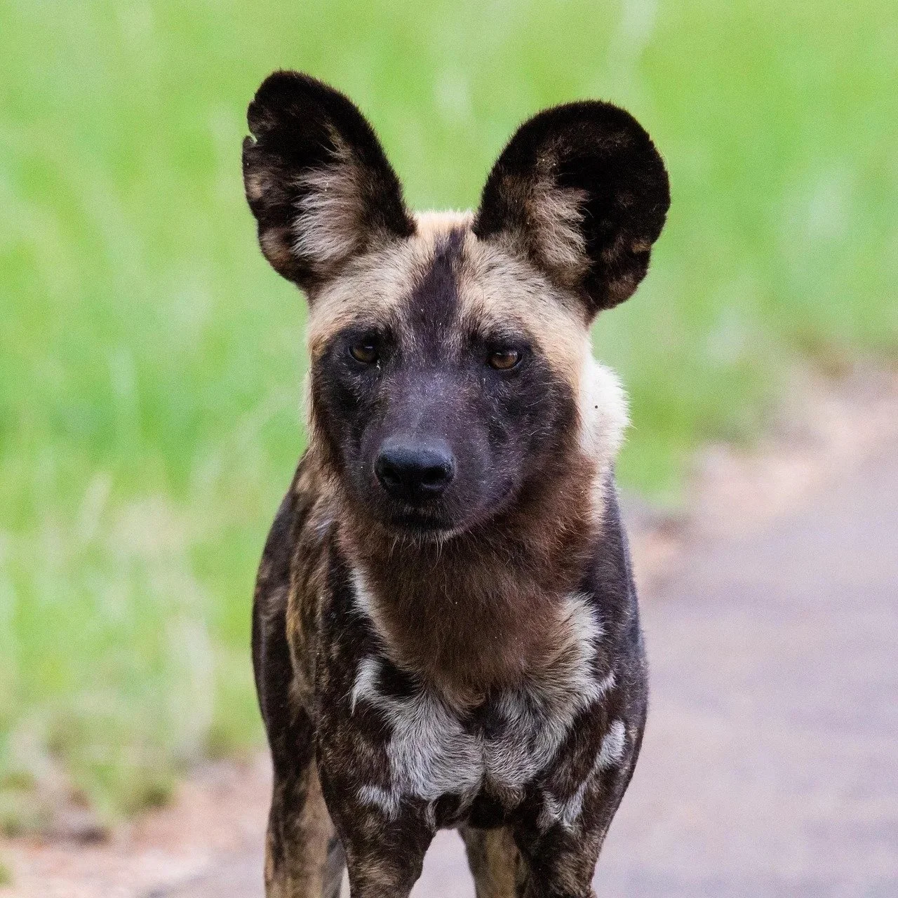 Painted Dog Conservation