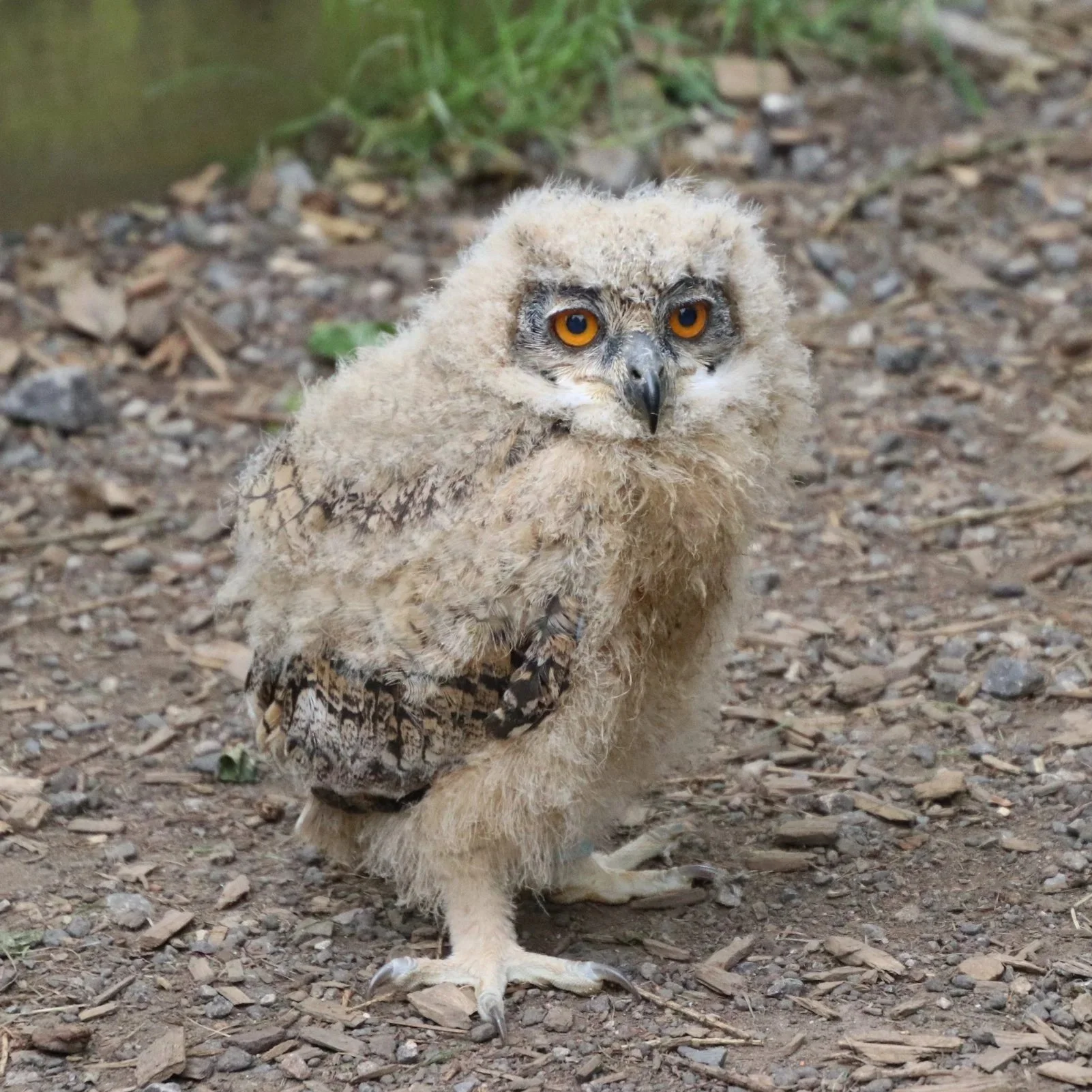 Howell Nature Center