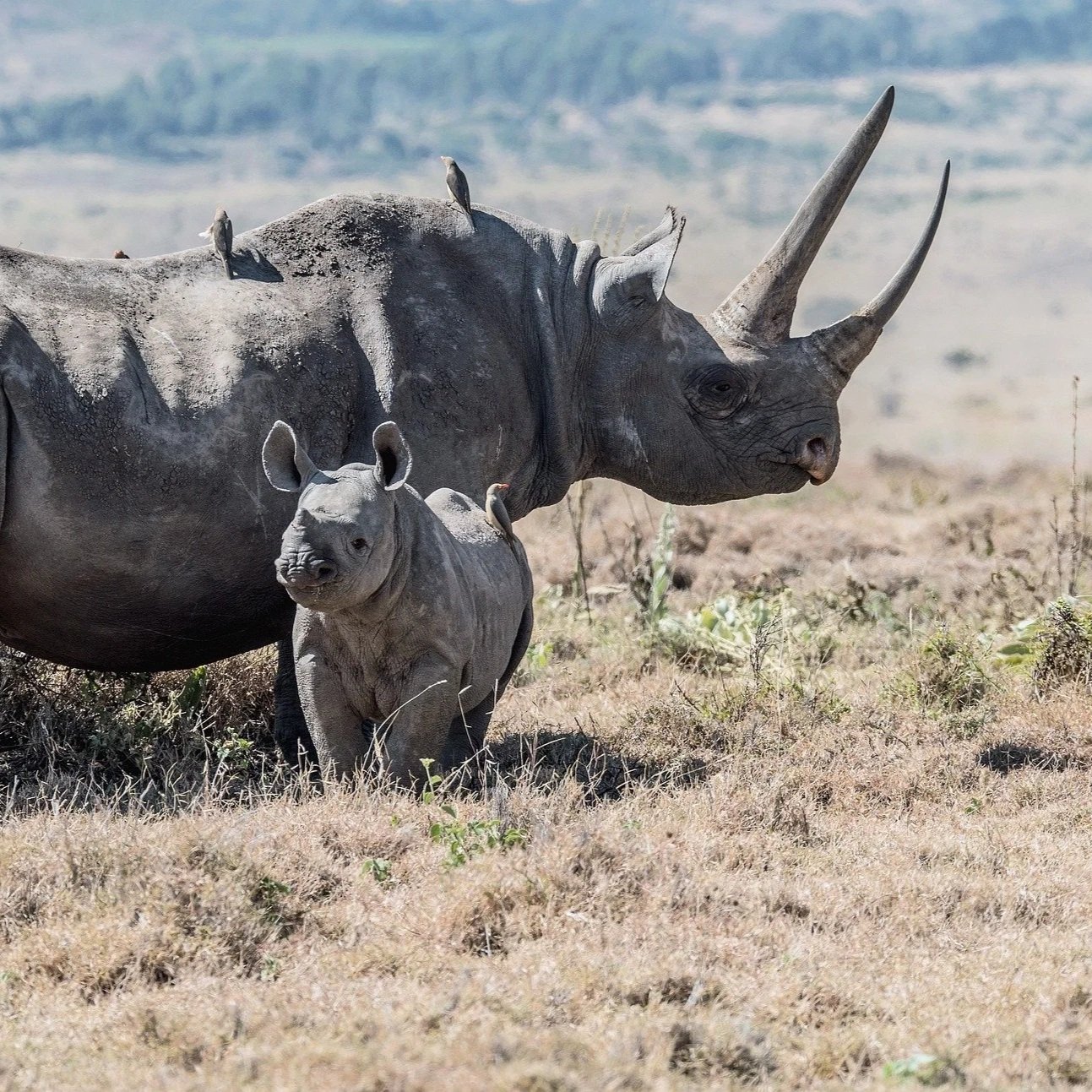 Borana Conservancy