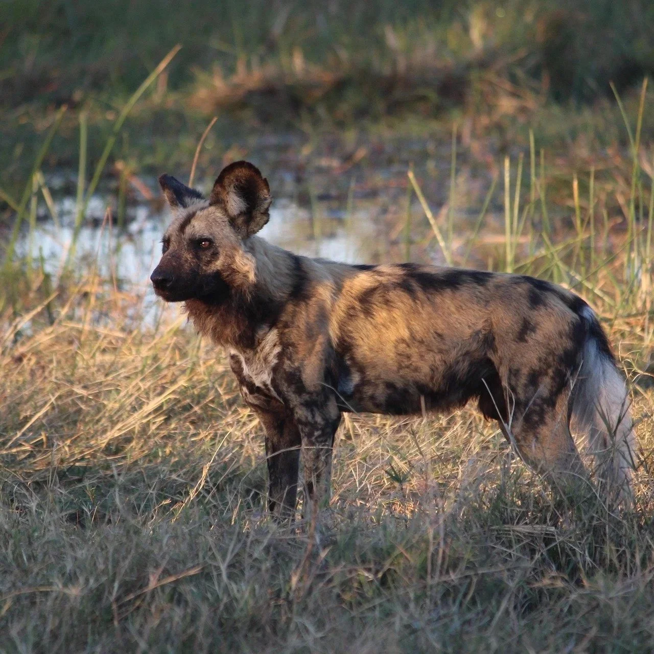 Bushlife Conservancy