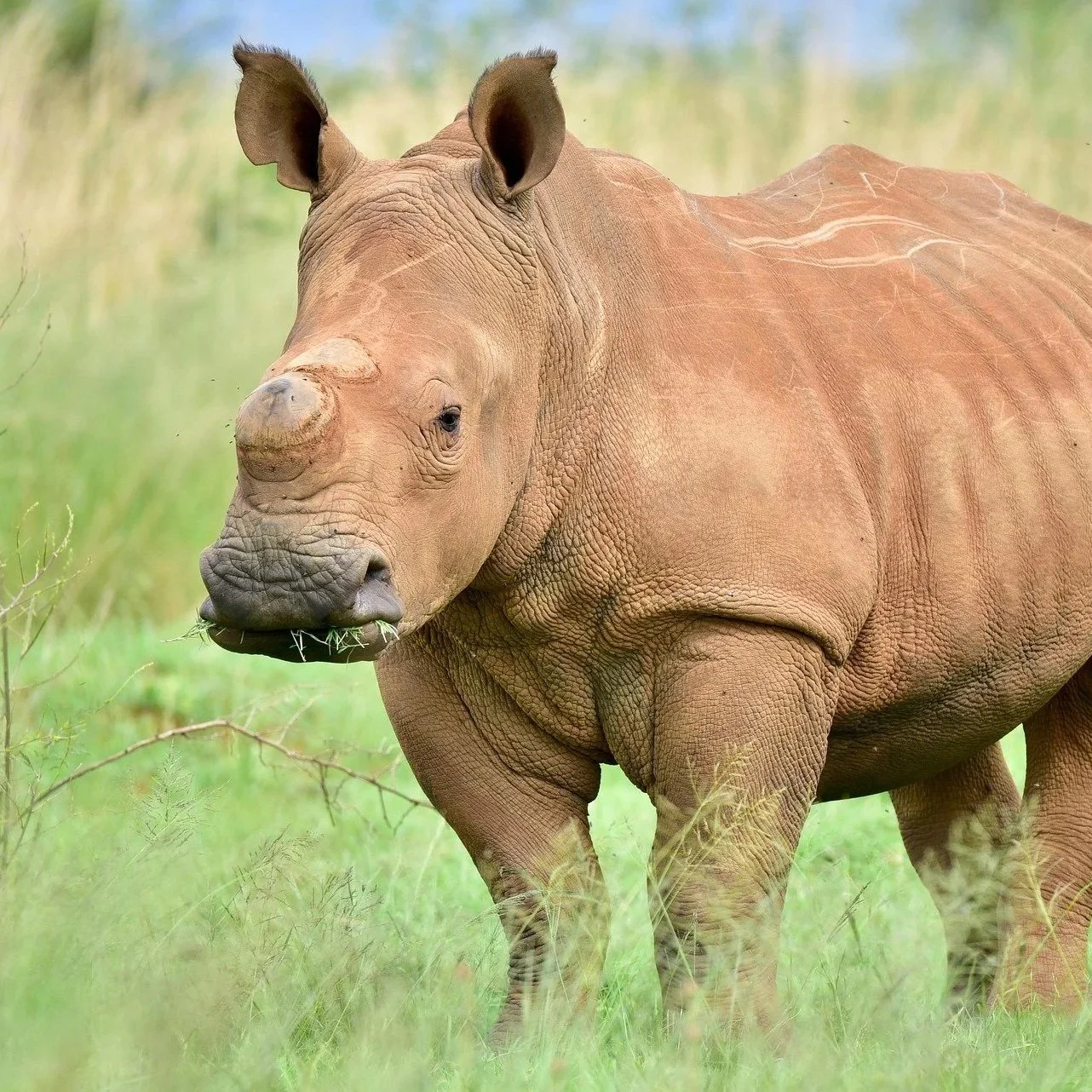 Rhino Conservation Botswana Trust 