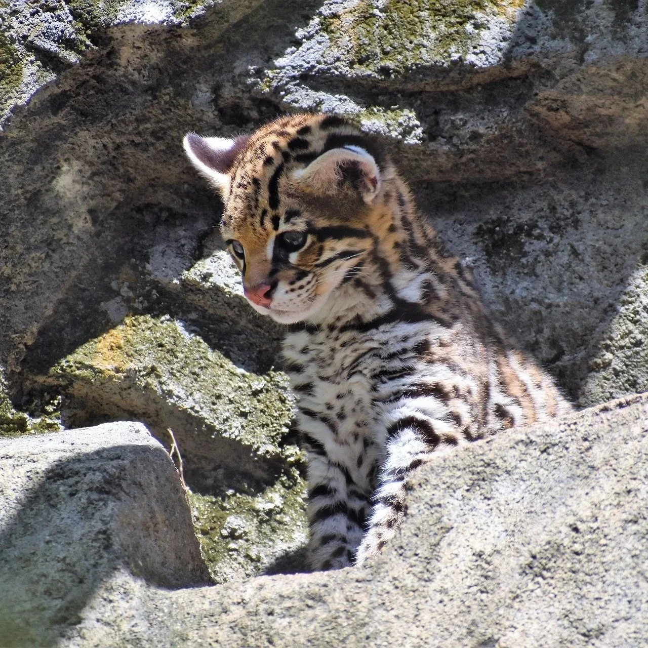 The Belize Zoo and Tropical Education Center