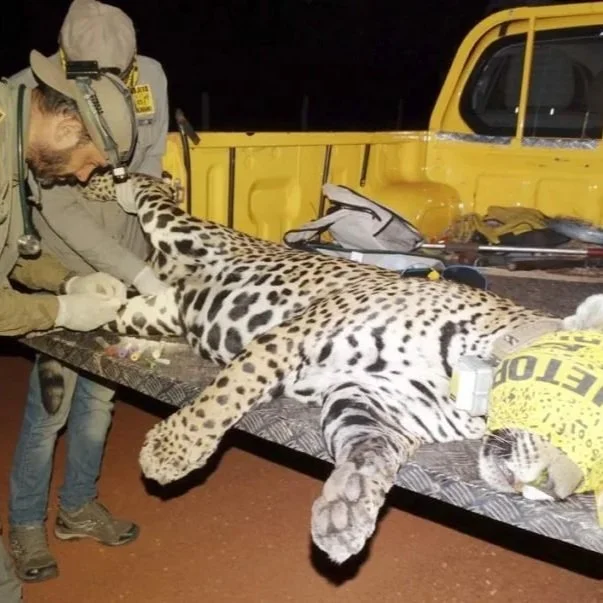 ONÇAFARI