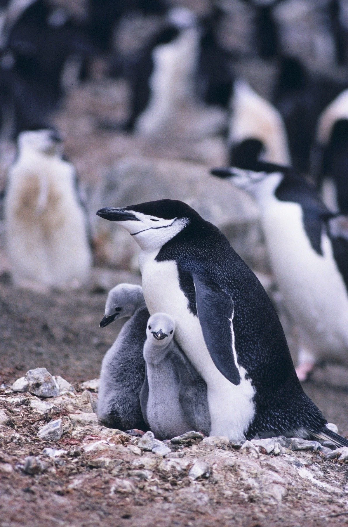Polar Oceans Research Group