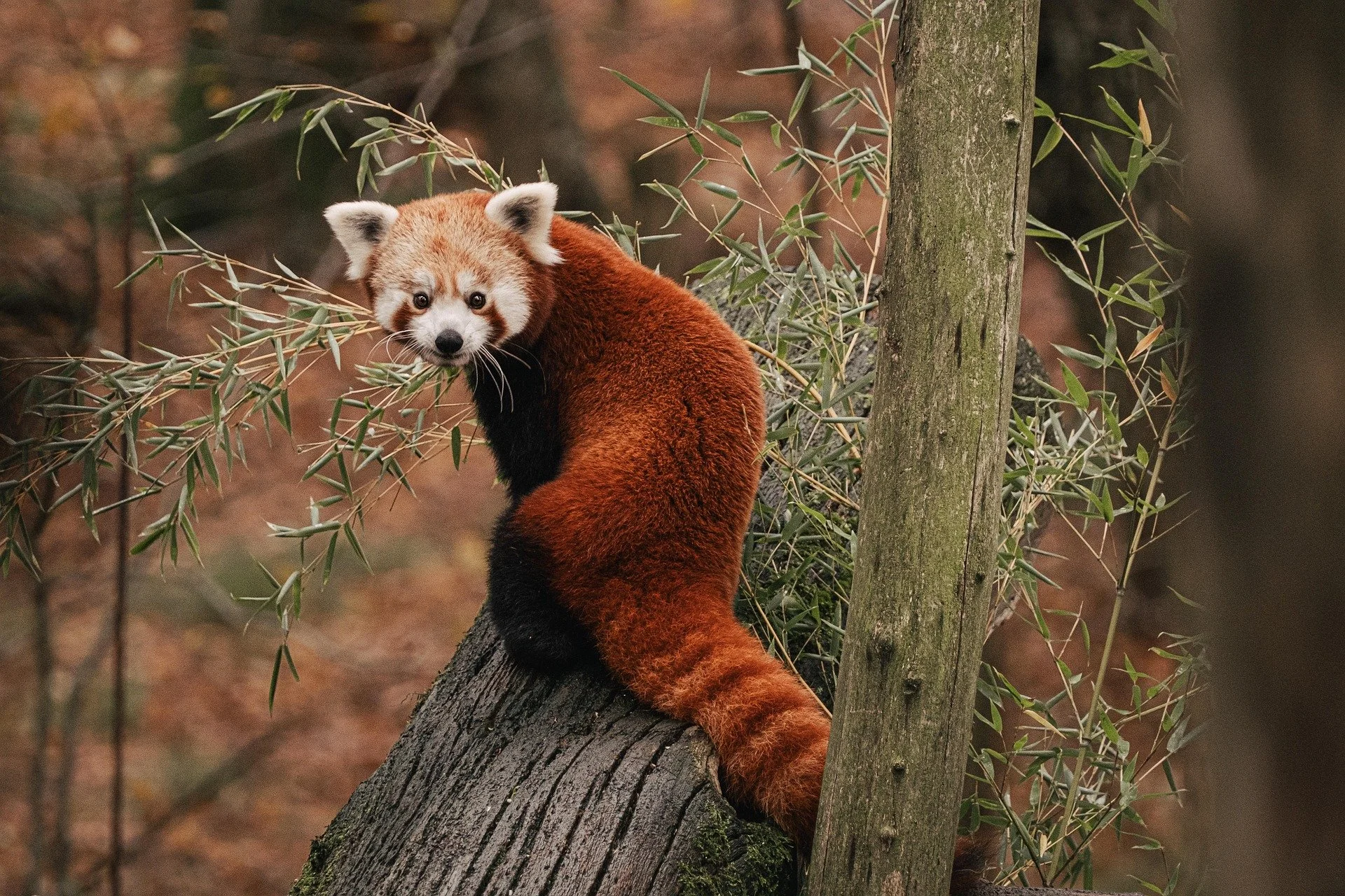 Detroit Zoological Society
