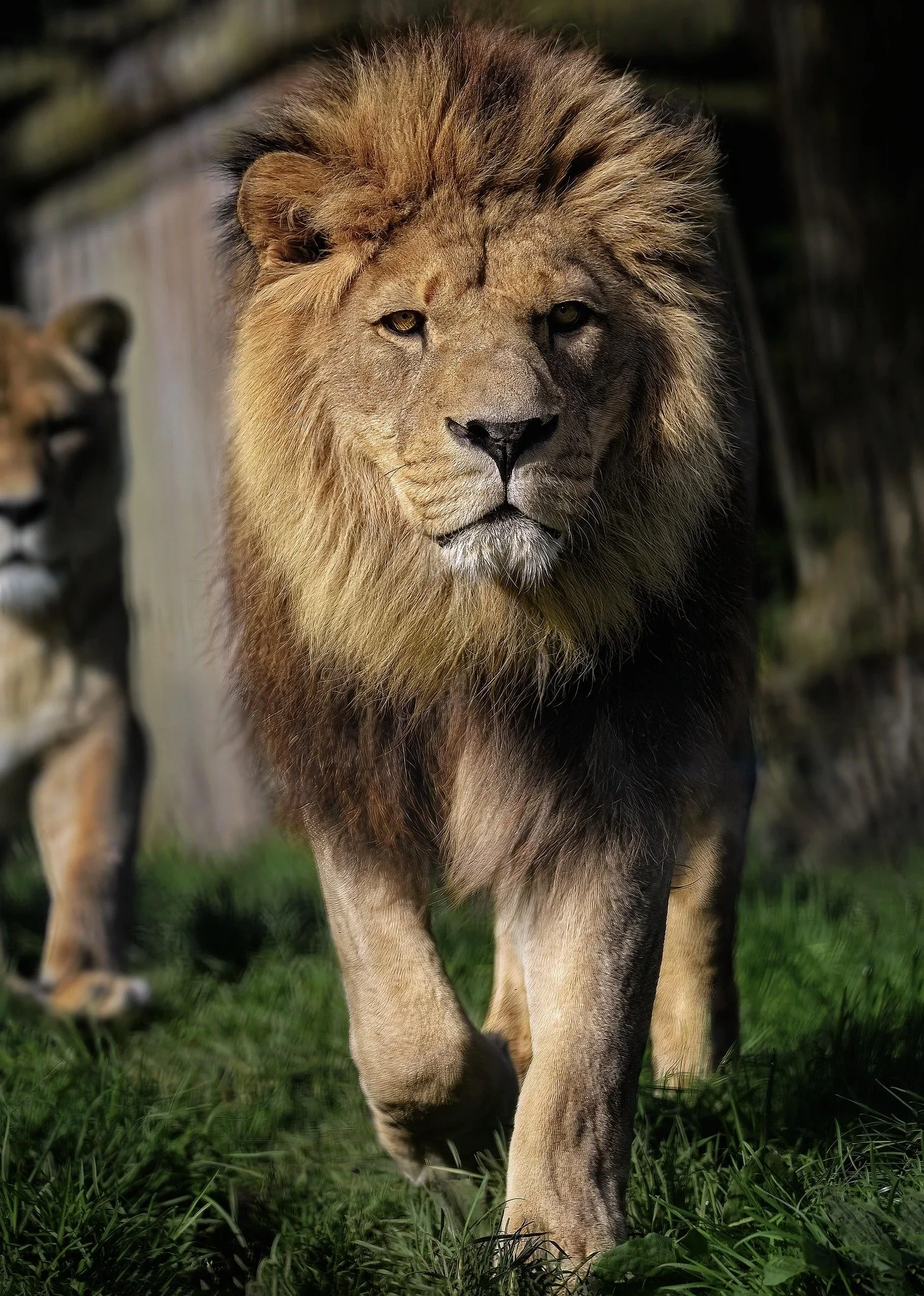 Animal Defenders International