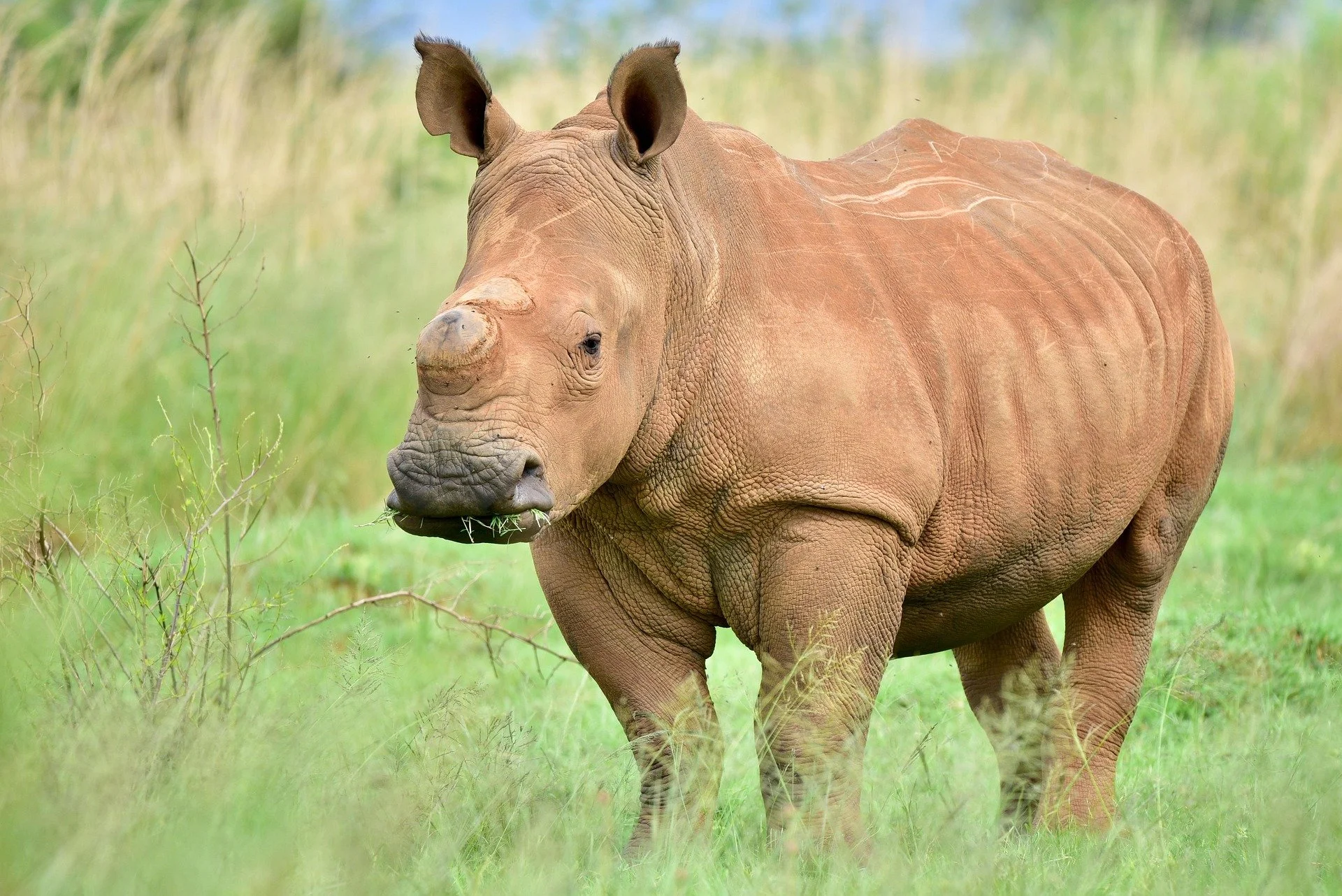 Save the Rhino International