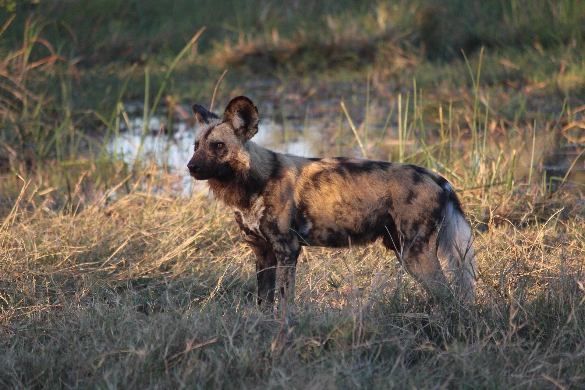 Wildlife Conservation Network