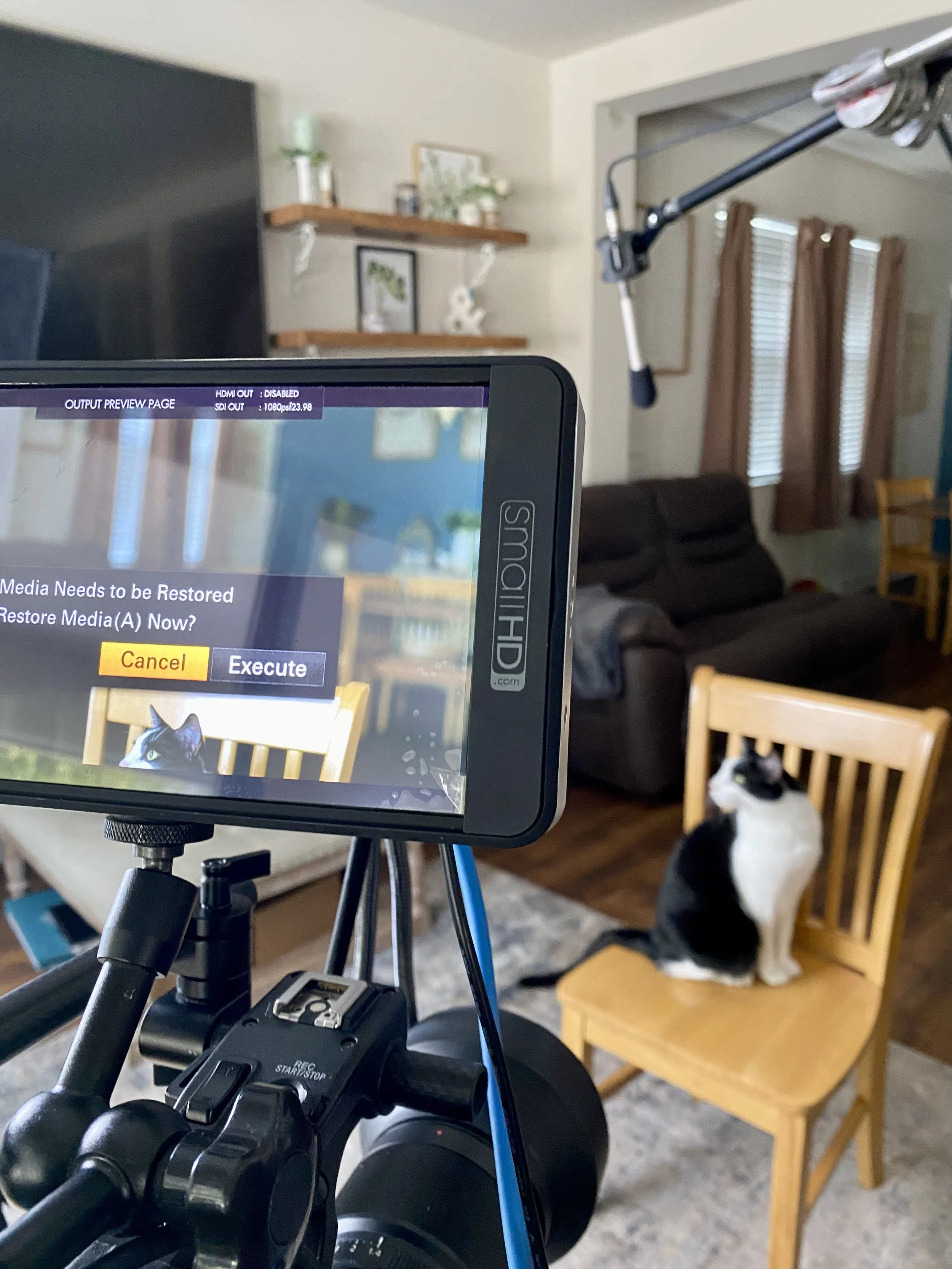 cat in intv seat.jpg