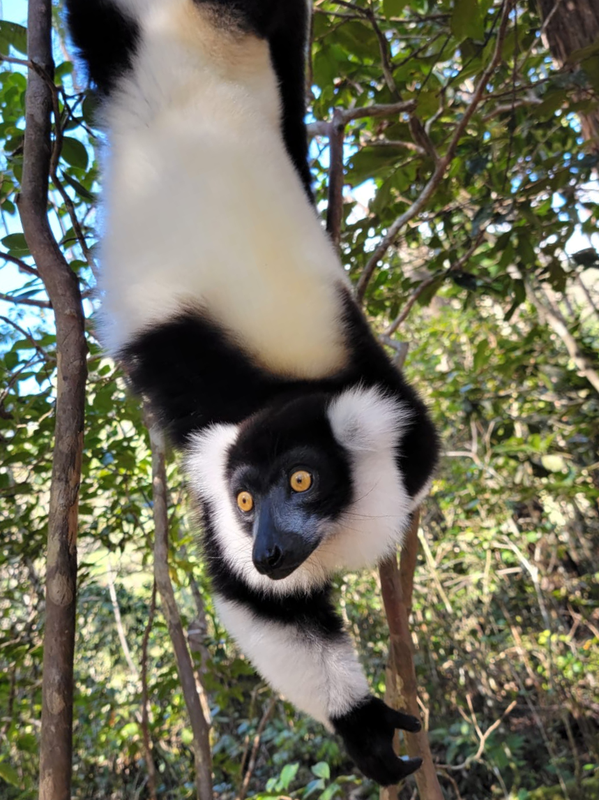 Madagascar - September 2026 - TWO SPOTS LEFT! (Copy)