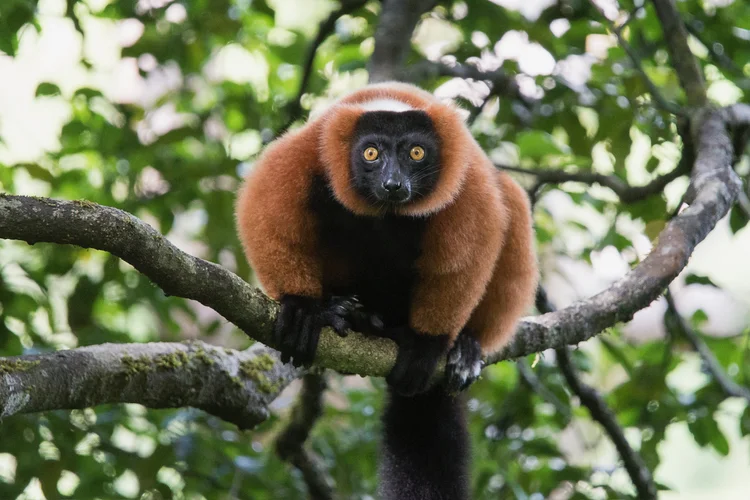 Madagascar