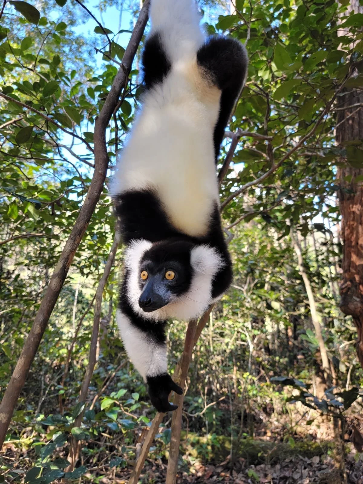 Madagascar - 2026 - SOLD OUT