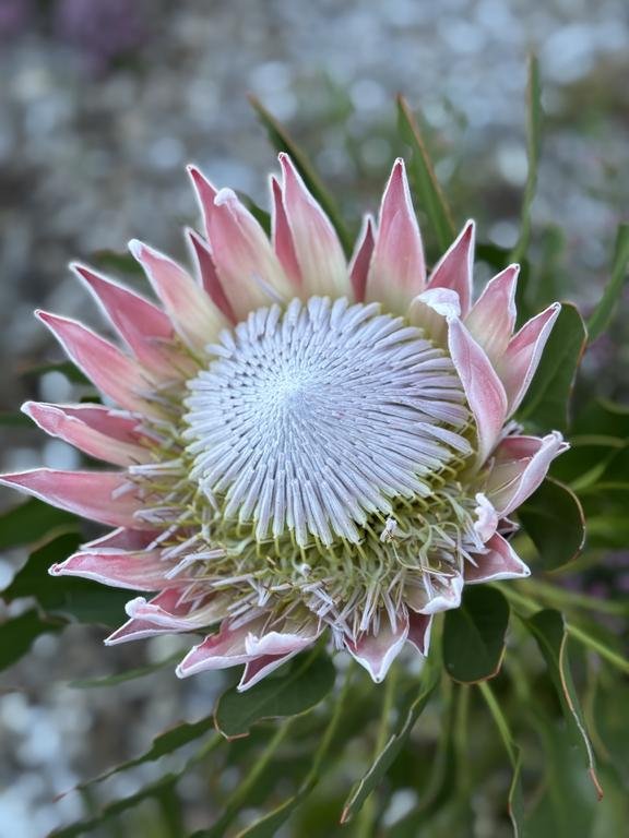Discover the beauty of Kirstenbosch Botanical Gardens