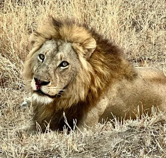 Wildlife safaris