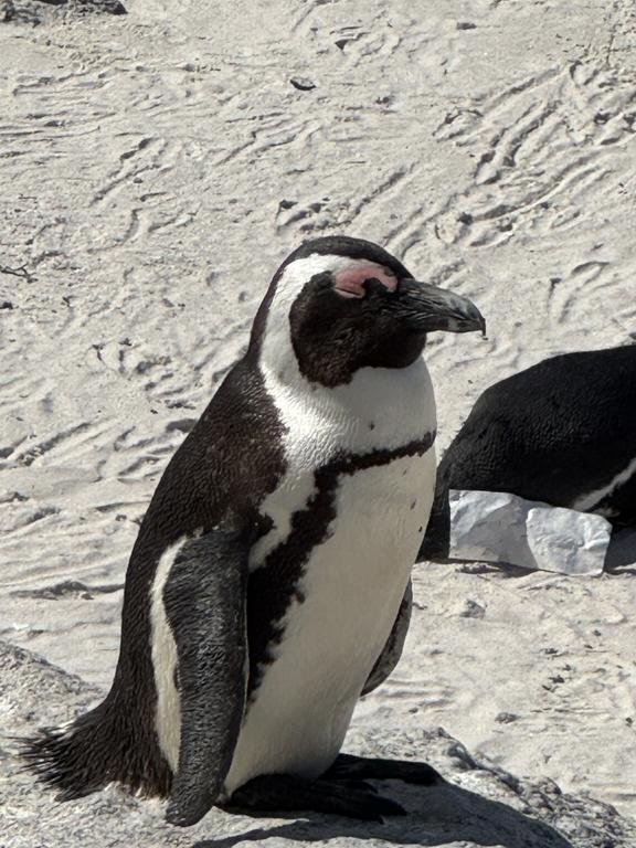 Visiting the African penguin colony at Boulders Beach
