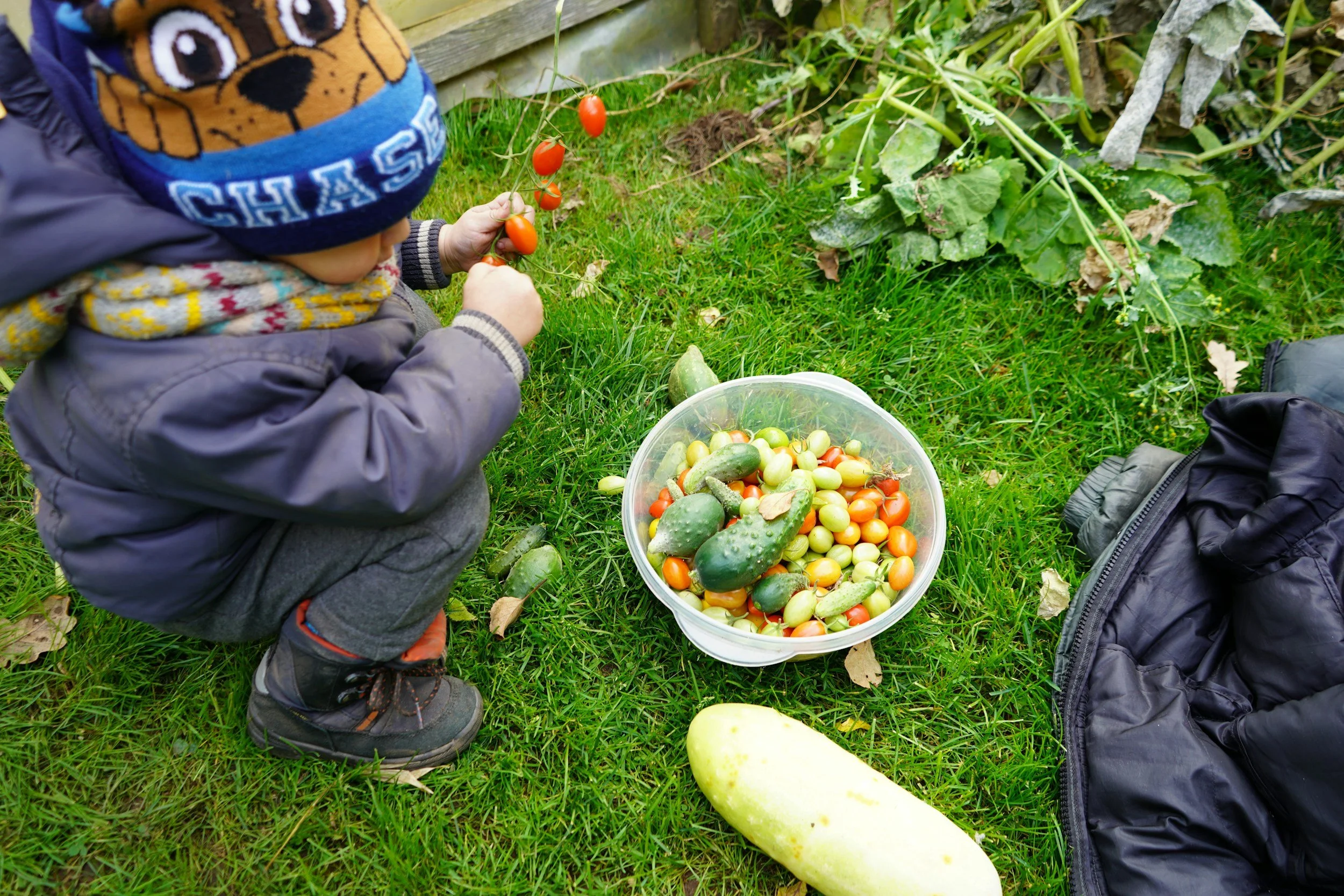 A young child wearing a hat, sitting on grass, harvesting cherry tomatoes from a vine and placing them into a clear bowl filled with other vegetables like cucumbers and yellow tomatoes.