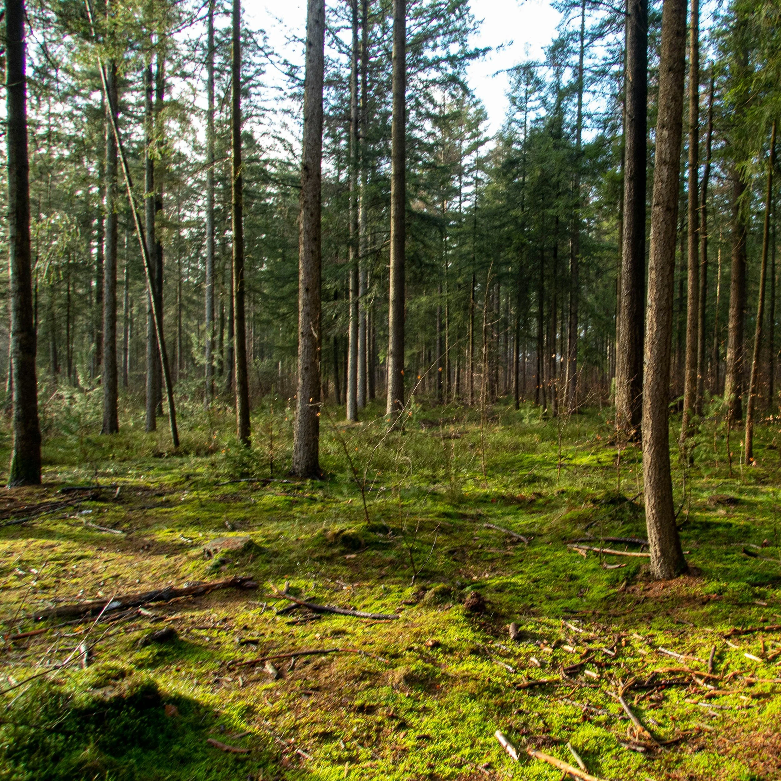 A dense forest with tall, thin trees and green moss-covered ground.