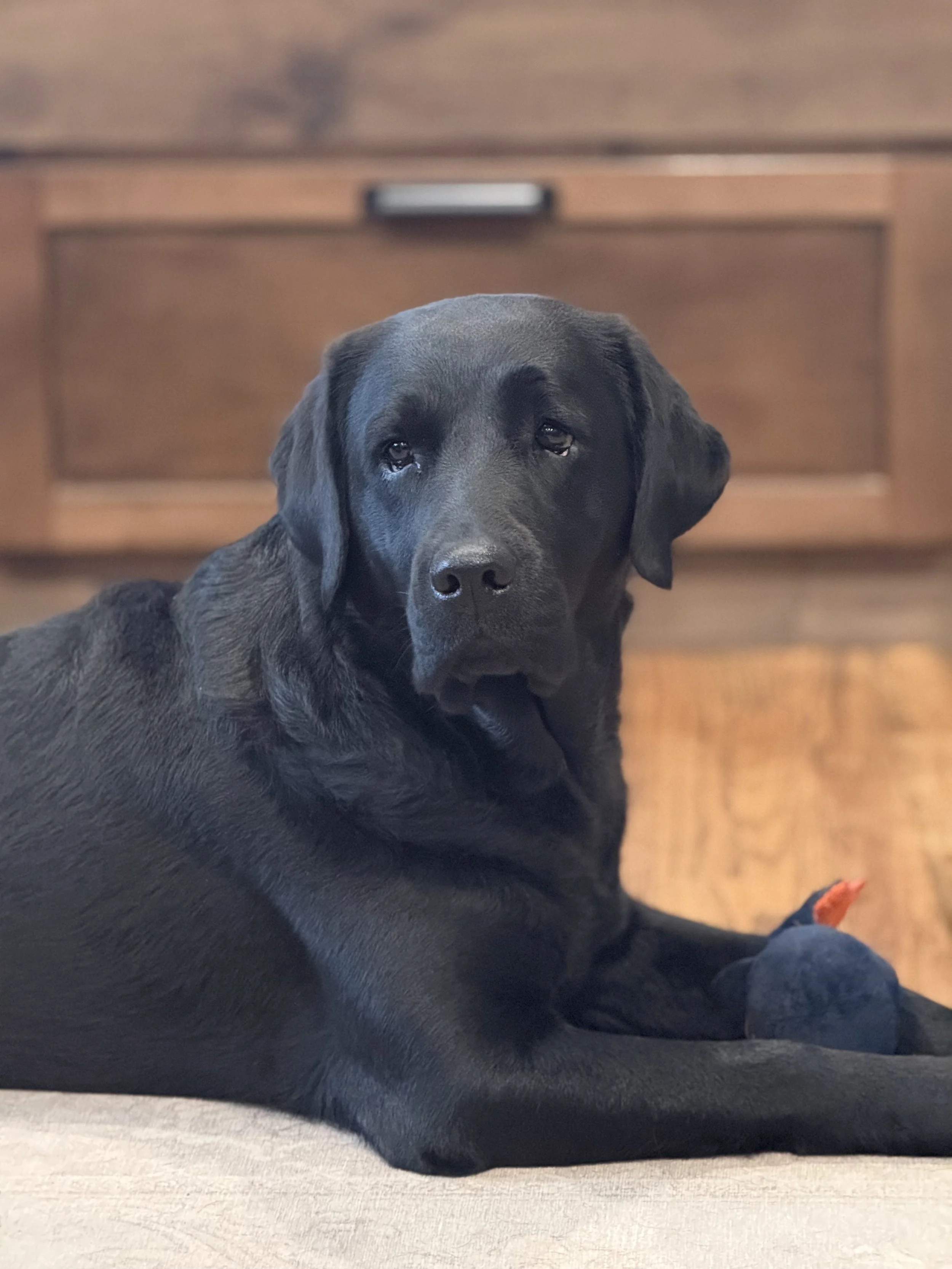 Close-up of a black dog lying on the floor indoors, with a wooden cabinet in the background.