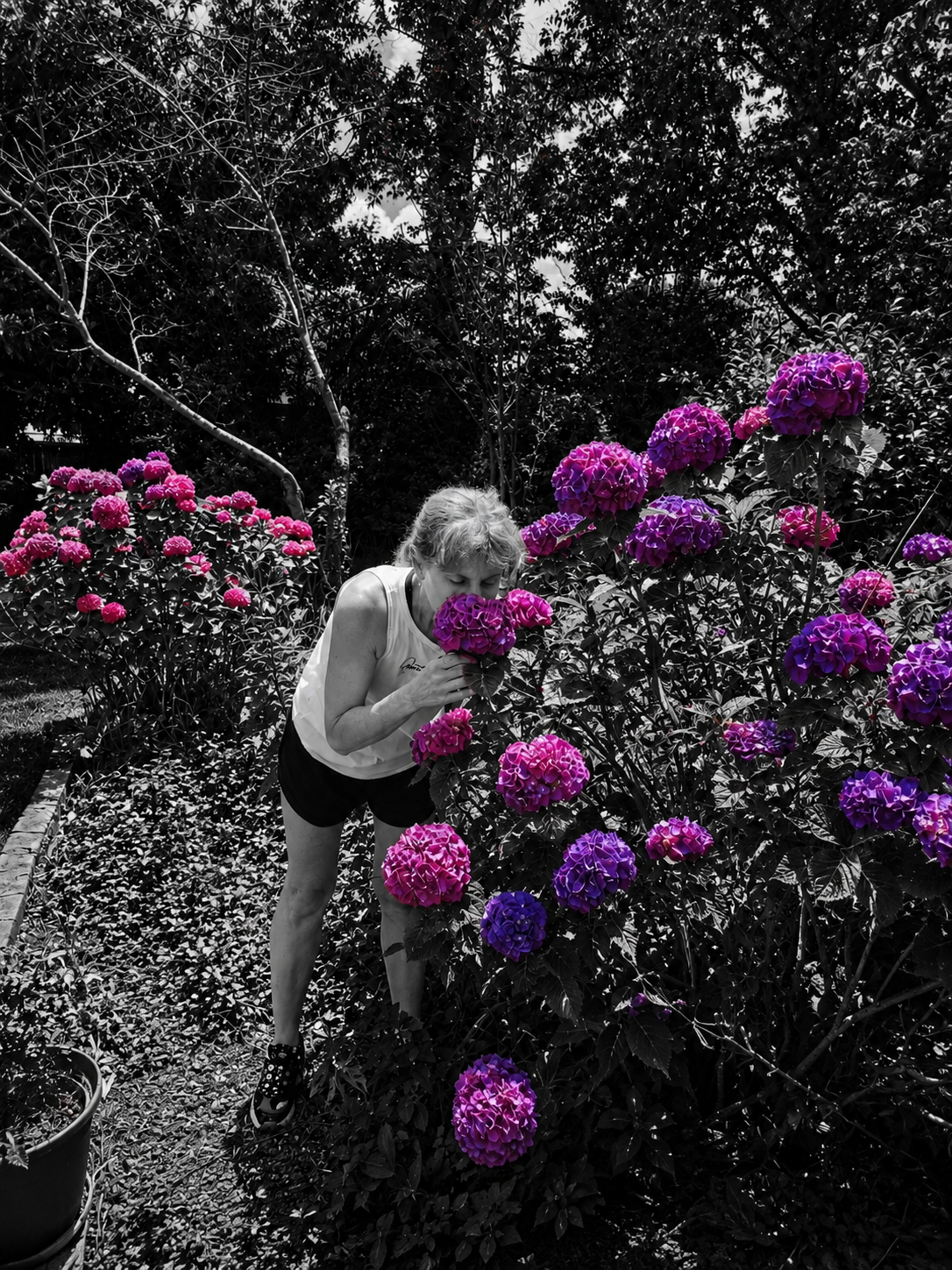 Cheryl smelling a pink hydrangea flower in a garden with black-and-white foliage, with the flowers in vibrant color.