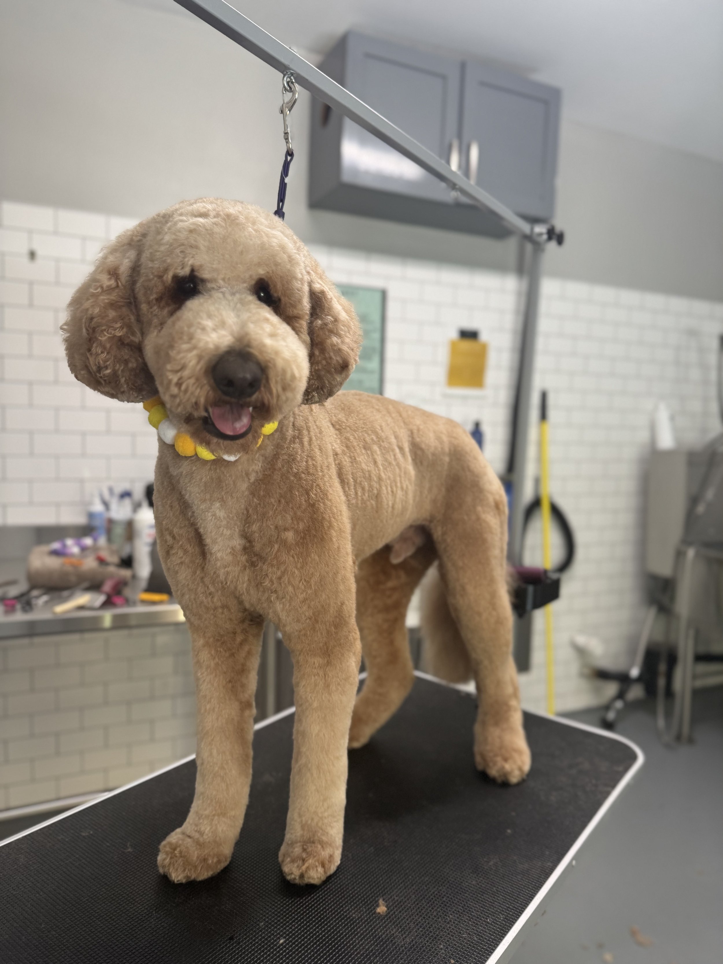 A groomed, tan-colored poodle dog standing on a grooming table in a pet grooming salon with white brick walls and grooming equipment in the background.