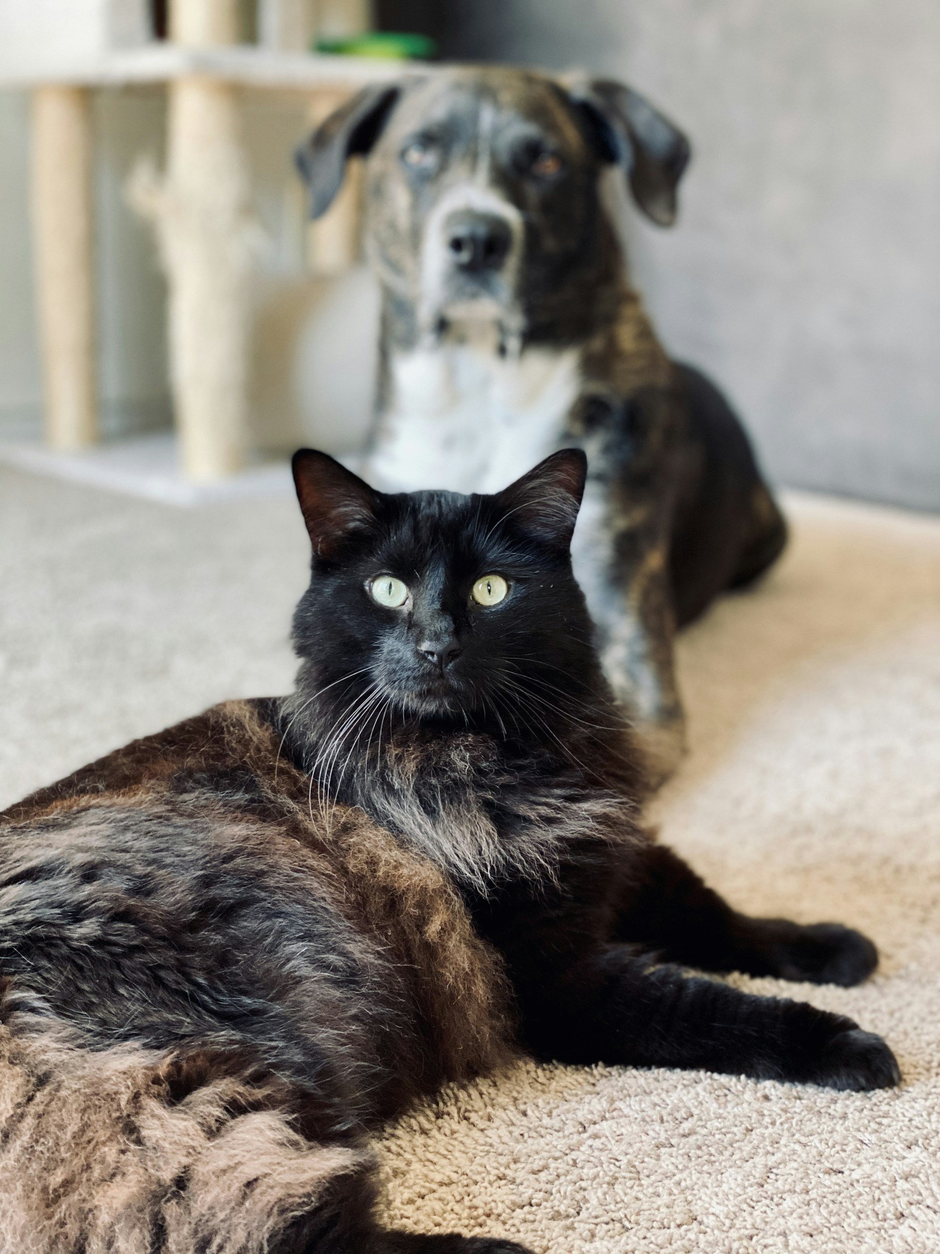 A black cat lying on a beige carpet with a brindle and white dog sitting behind it, both looking at the camera. The dog has a black and white coat with distinctive markings.