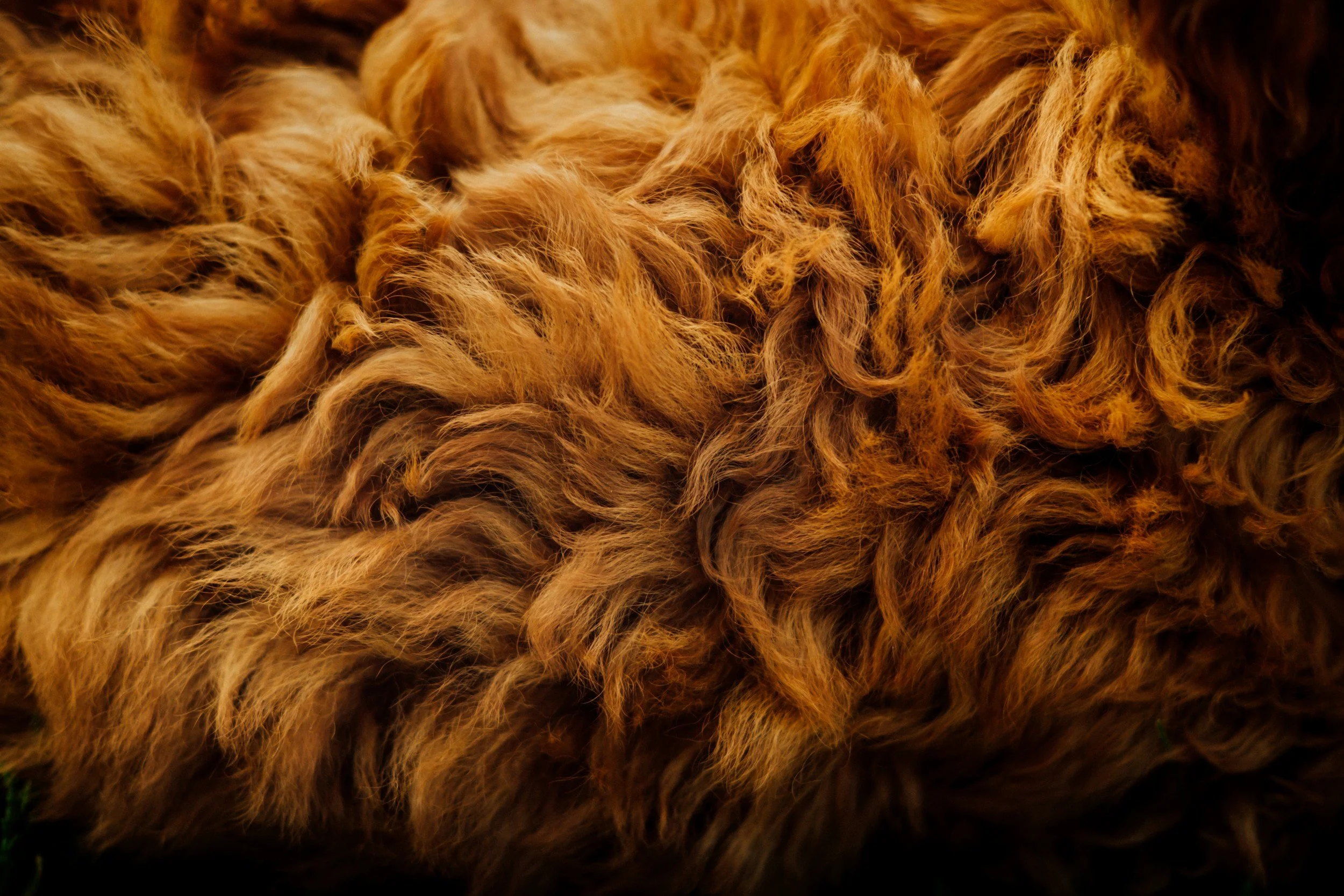 Close-up of curly, reddish-brown fur, likely from an animal such as a dog or a cat.