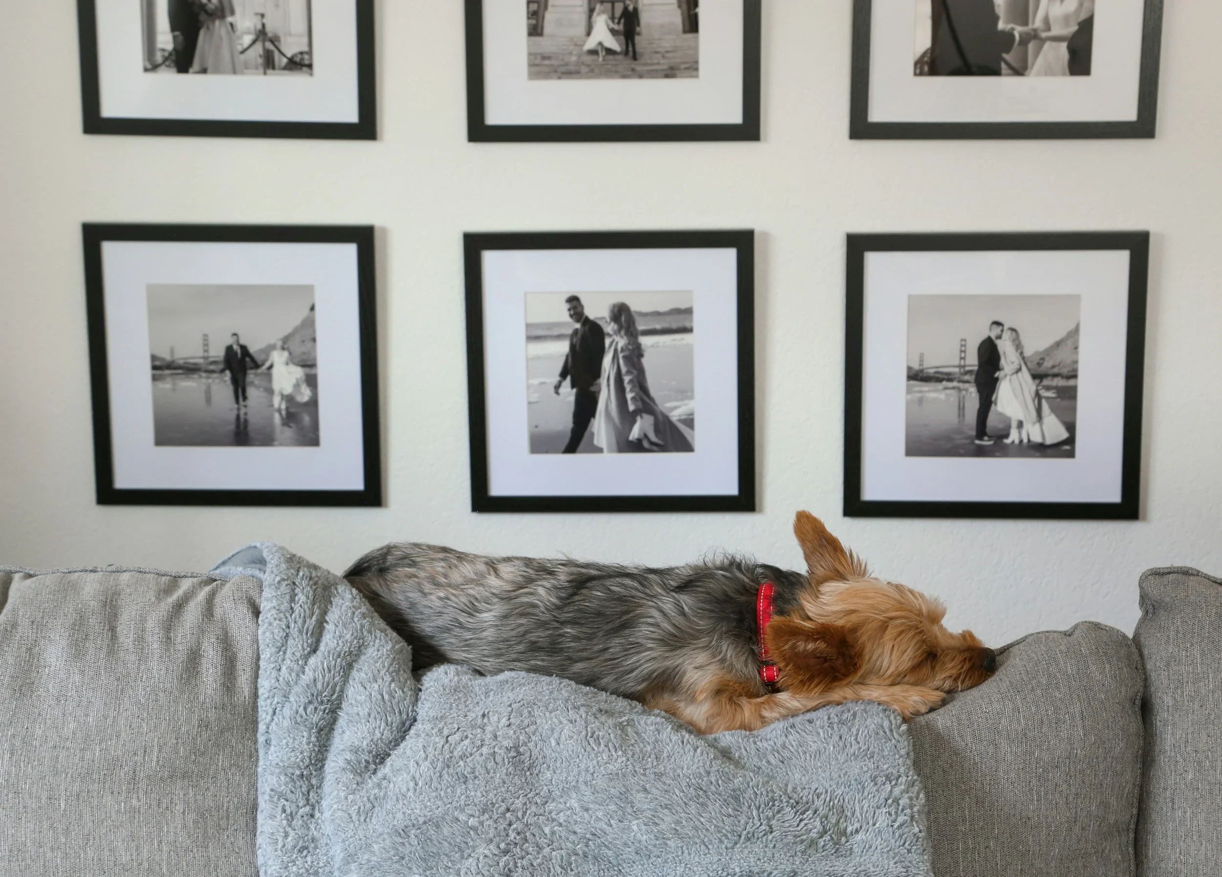 How Often Should I Get My Dog Groomed?
