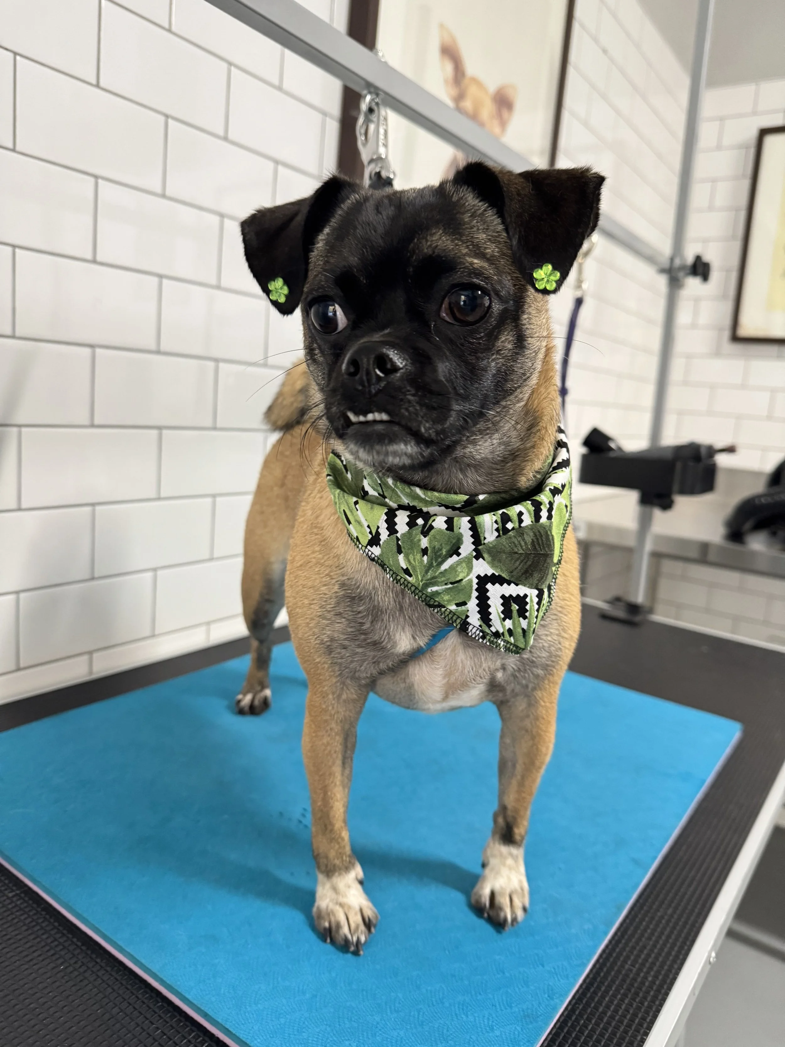 A small tan and black dog with green leaf-patterned bandana standing on a grooming table with a bright blue mat, in a white tiled grooming salon.