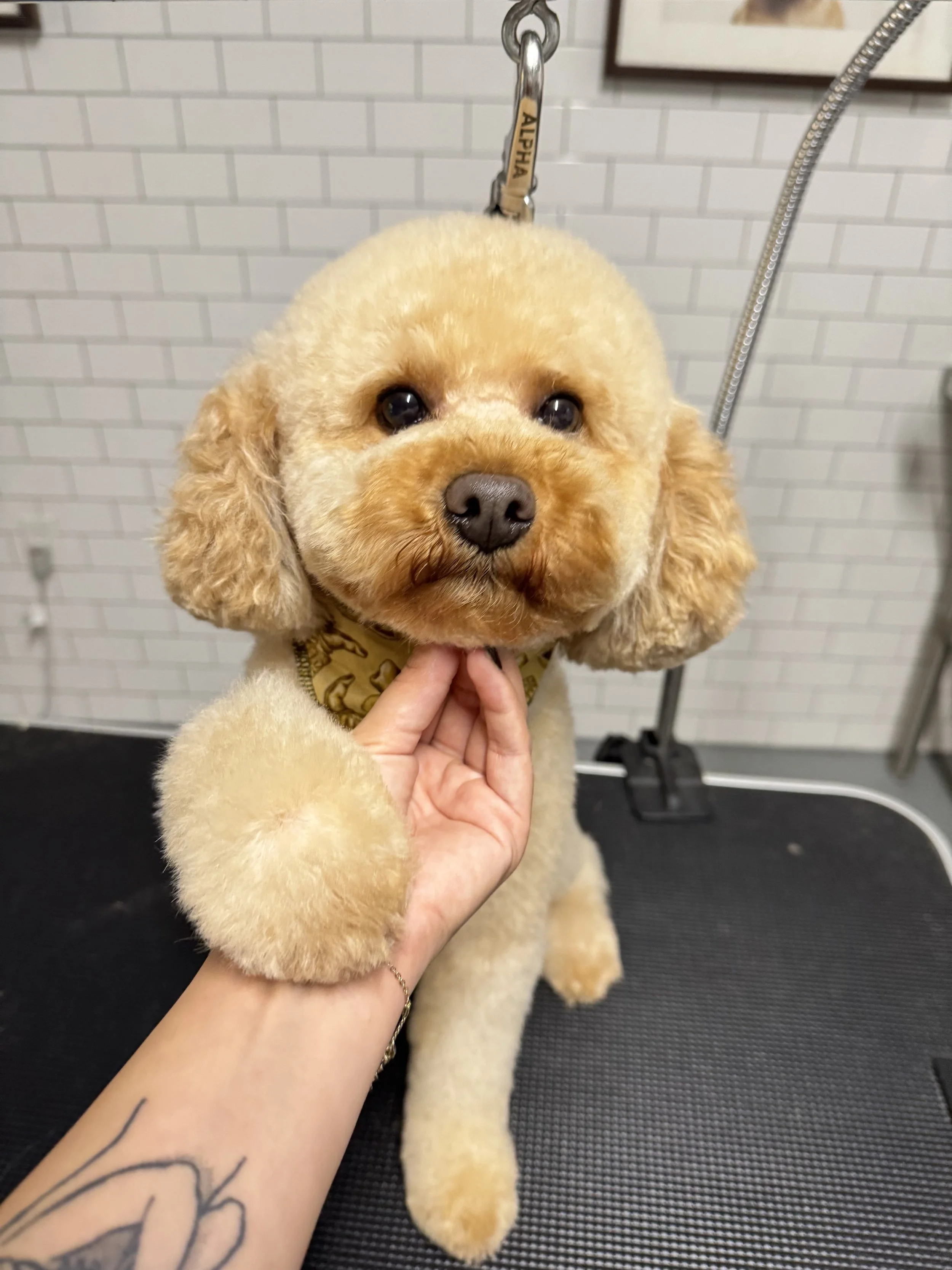 Close-up of a cute, fluffy cream-colored poodle dog at a grooming salon, being held gently by a person with a tattooed arm. The dog has dark eyes and a black nose, and is wearing a bandana around its neck. The background shows a white tiled wall and a grooming station.